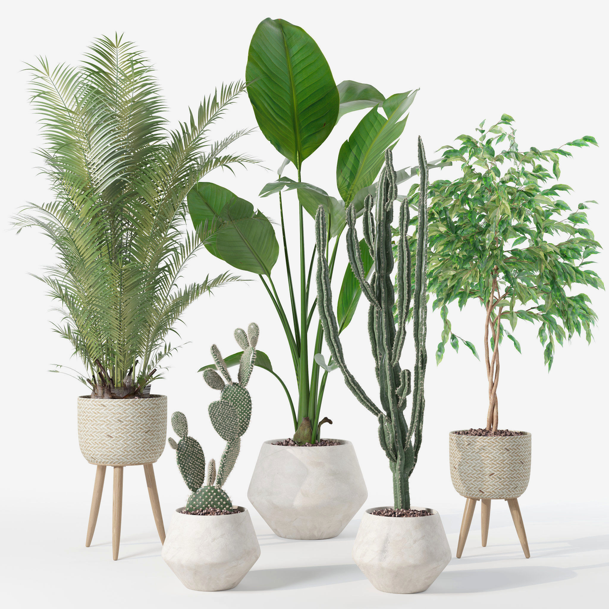 Plants collection 119 3D model_13