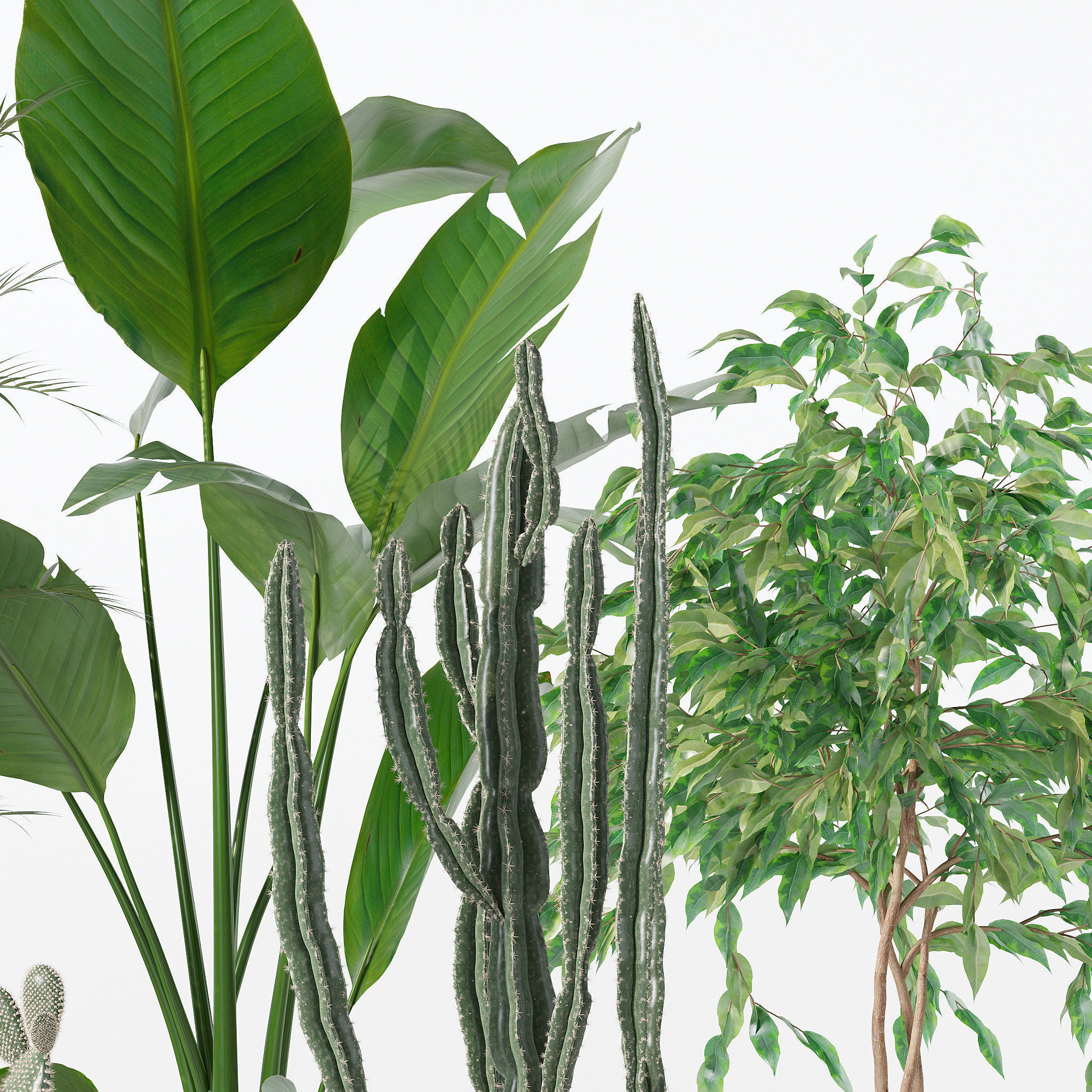 Plants collection 119 3D model_18