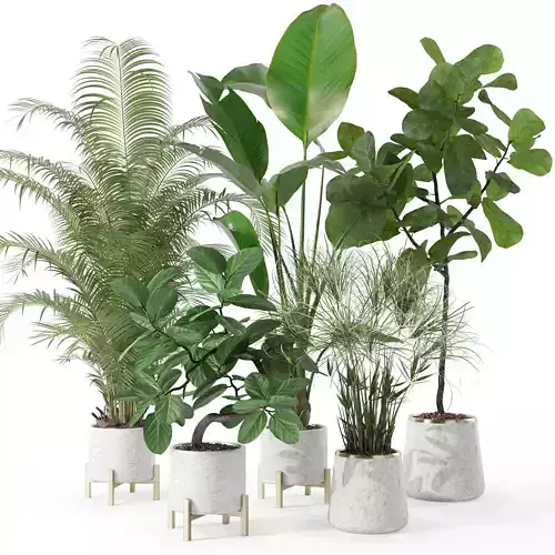 Plants collection 120 3D model
