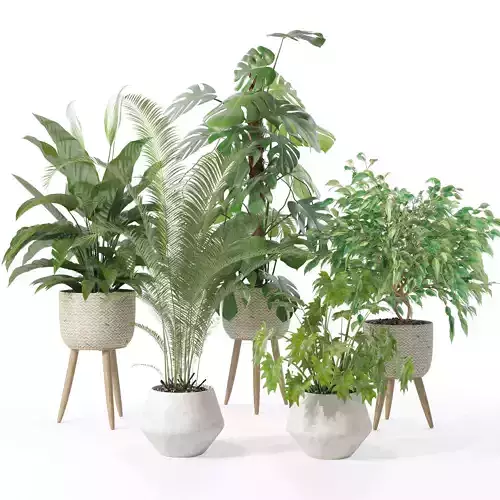 Plants collection 121 3D model