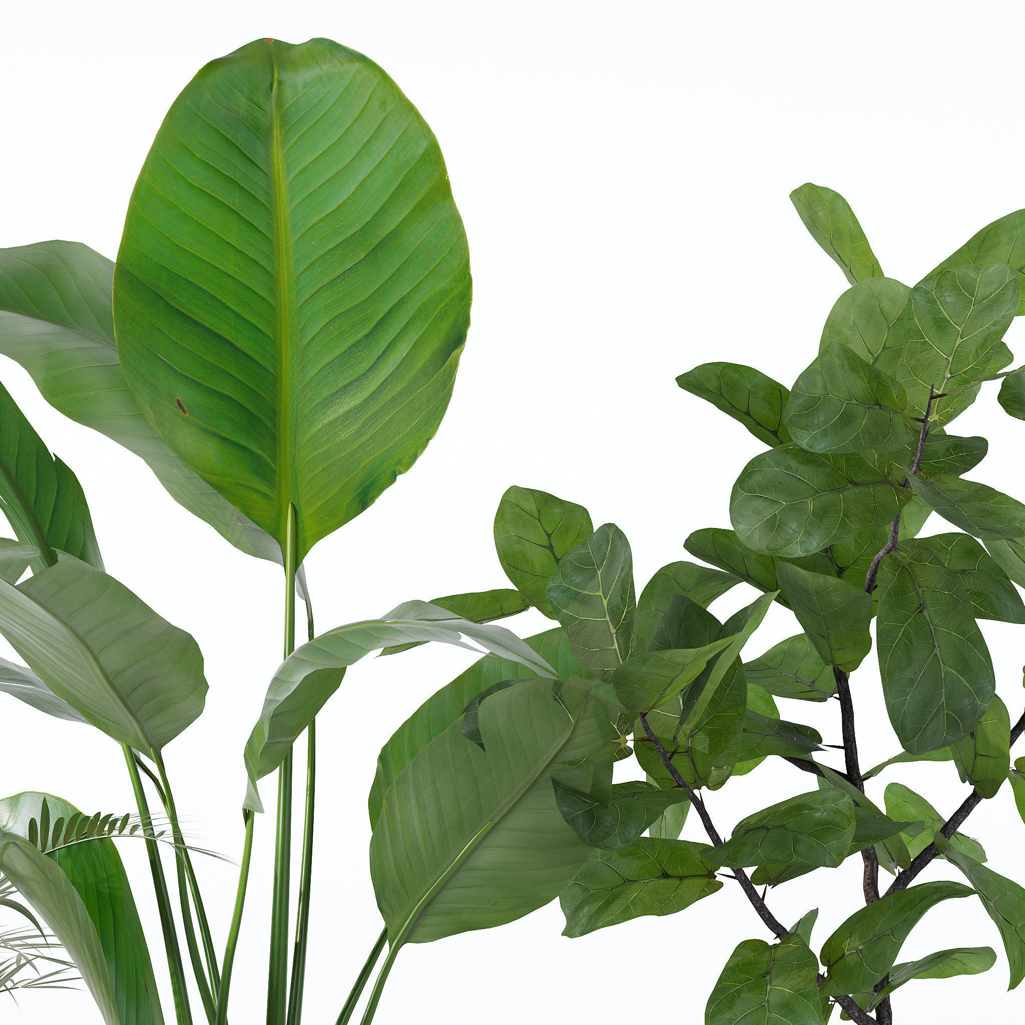 Plants collection 122 3D model_8