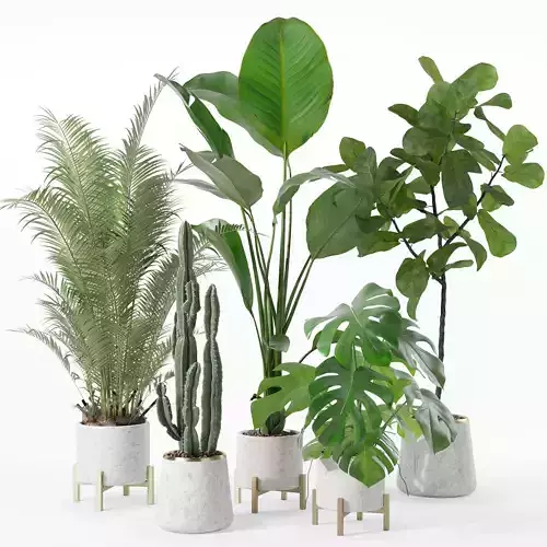 Plants collection 122 3D model