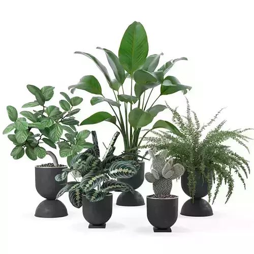 Plants collection 124 3D model