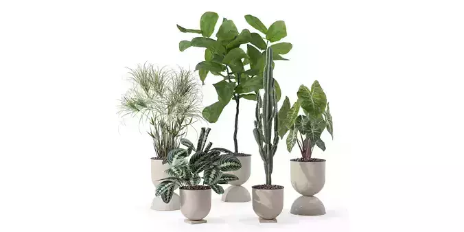 Plants collection 125 3D model