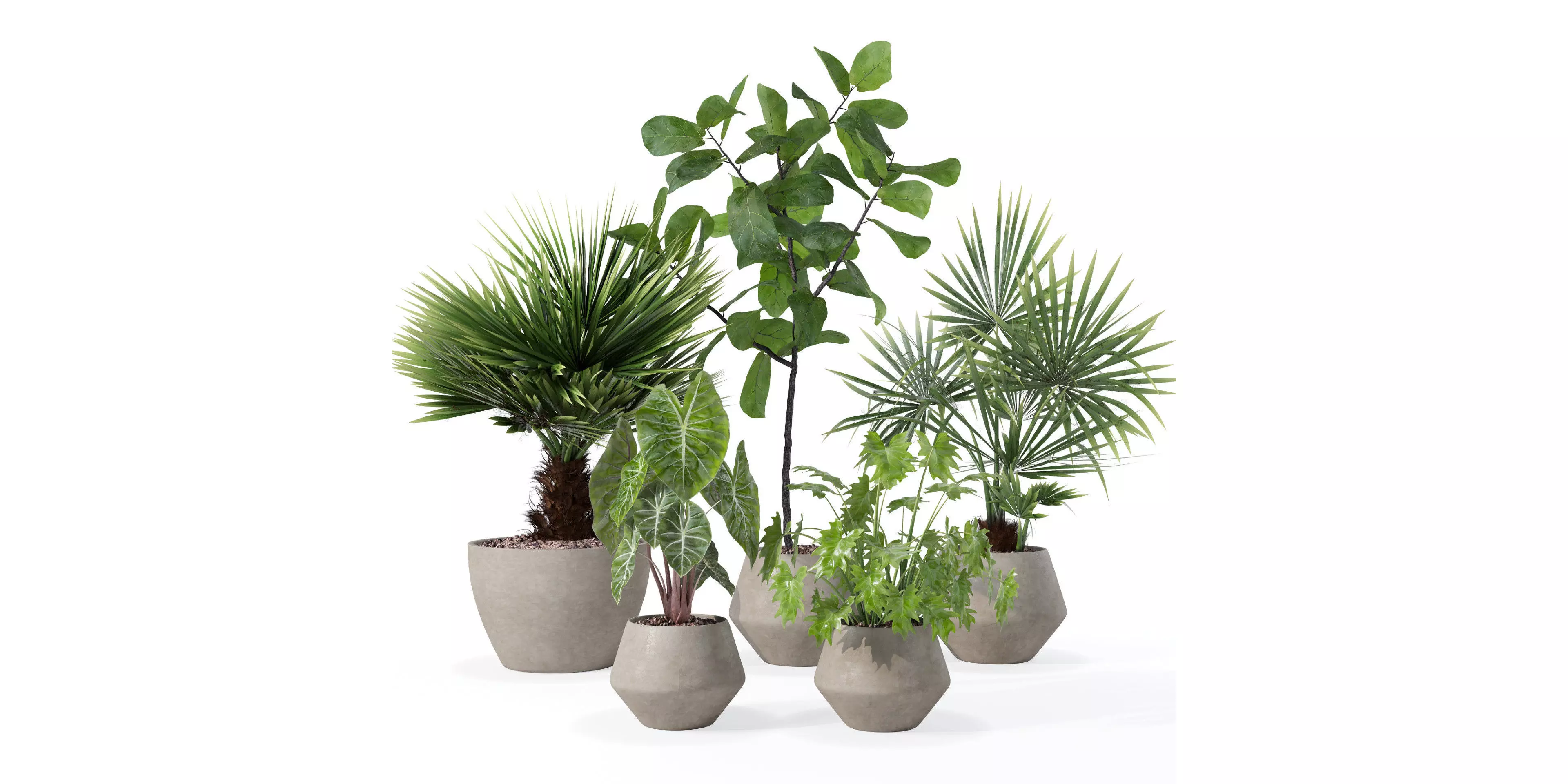 Plants collection 126 3D model