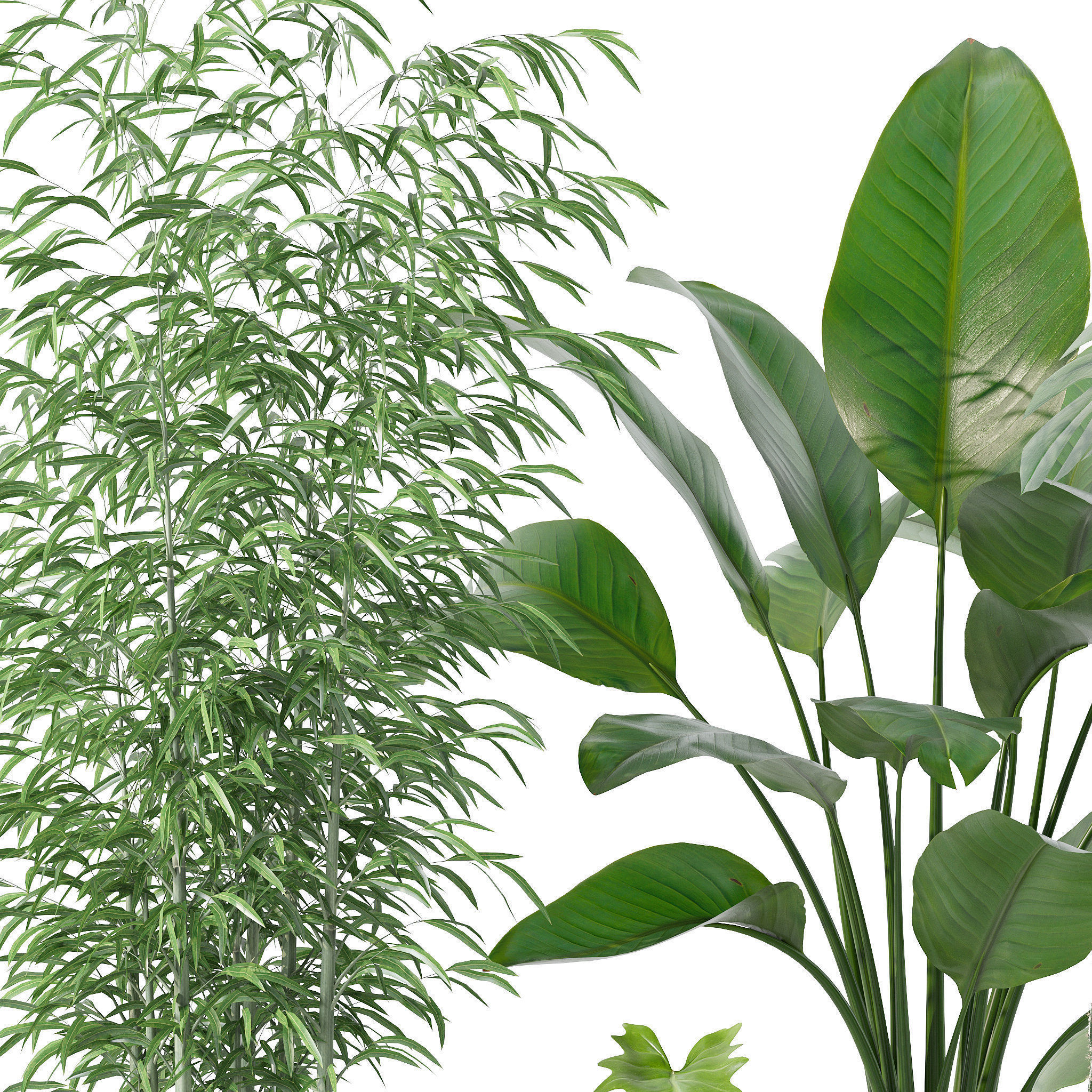 Plants collection 128 3D model_40
