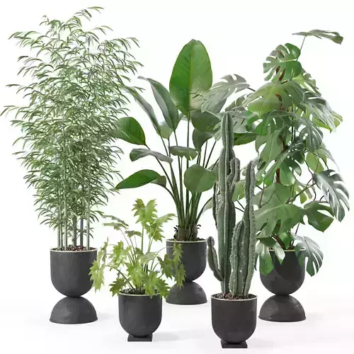 Plants collection 128 3D model