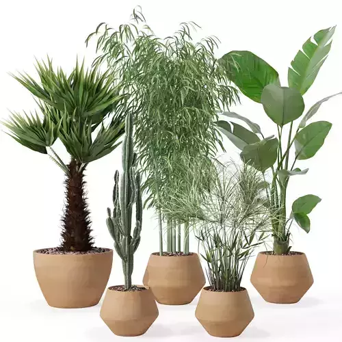 Plants collection 129 3D model