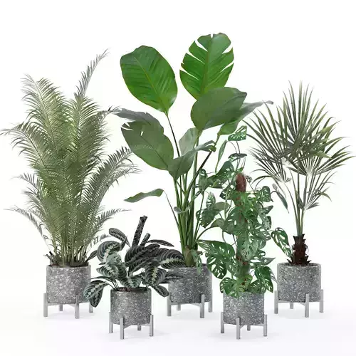 Plants collection 130 3D model