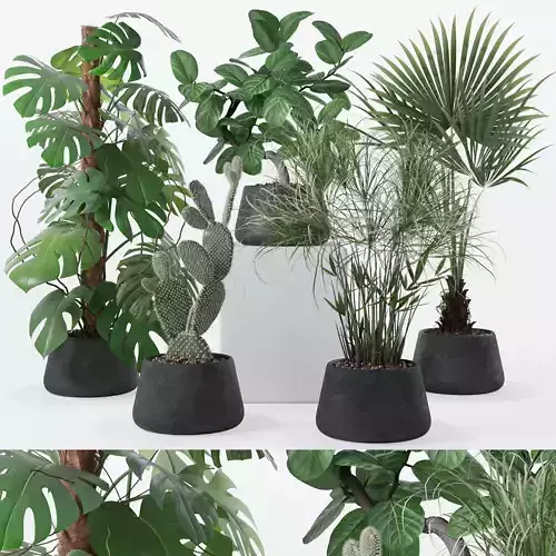 Plants collection 131 3D model