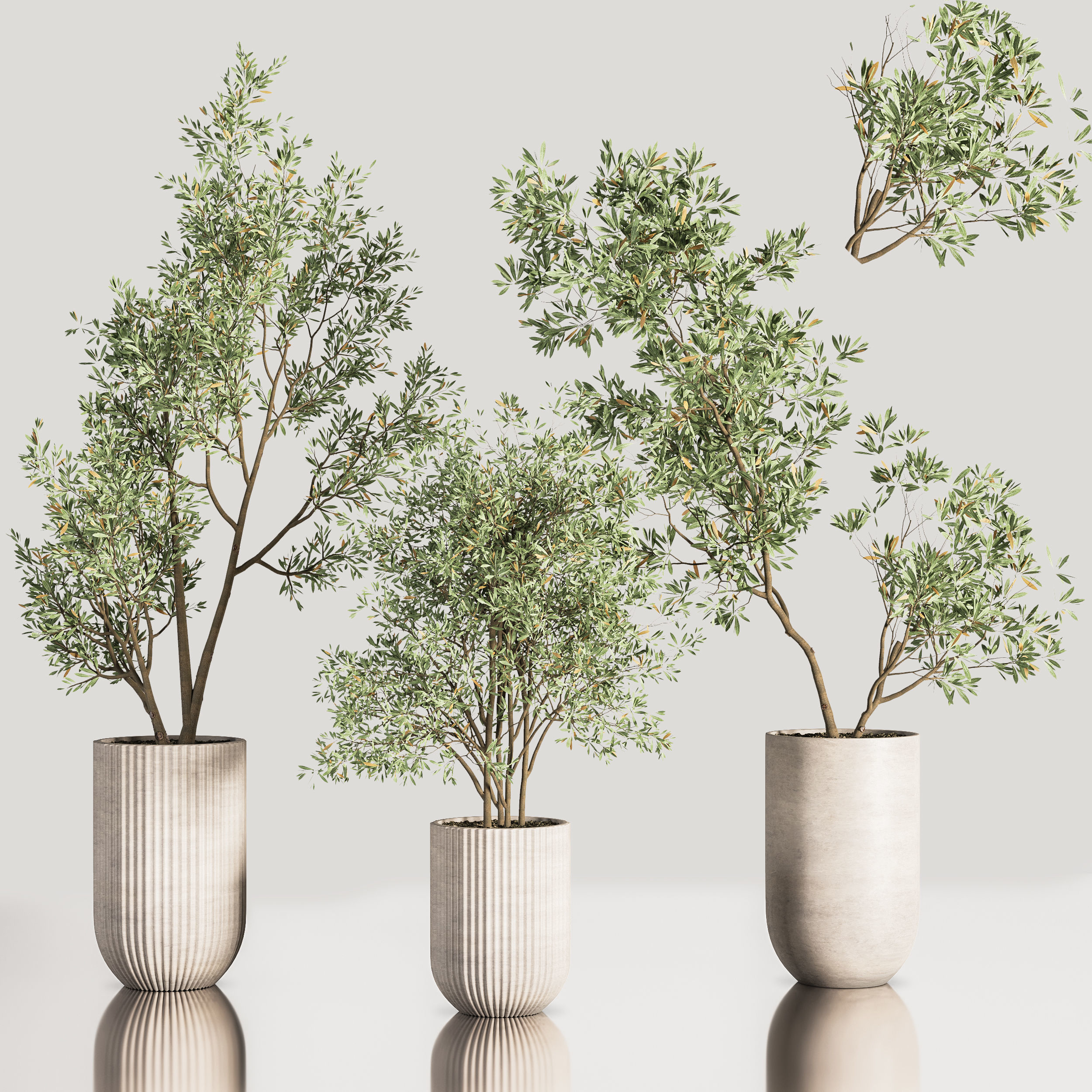 IndoorPlantSet37 five trees in vases 3D model_2