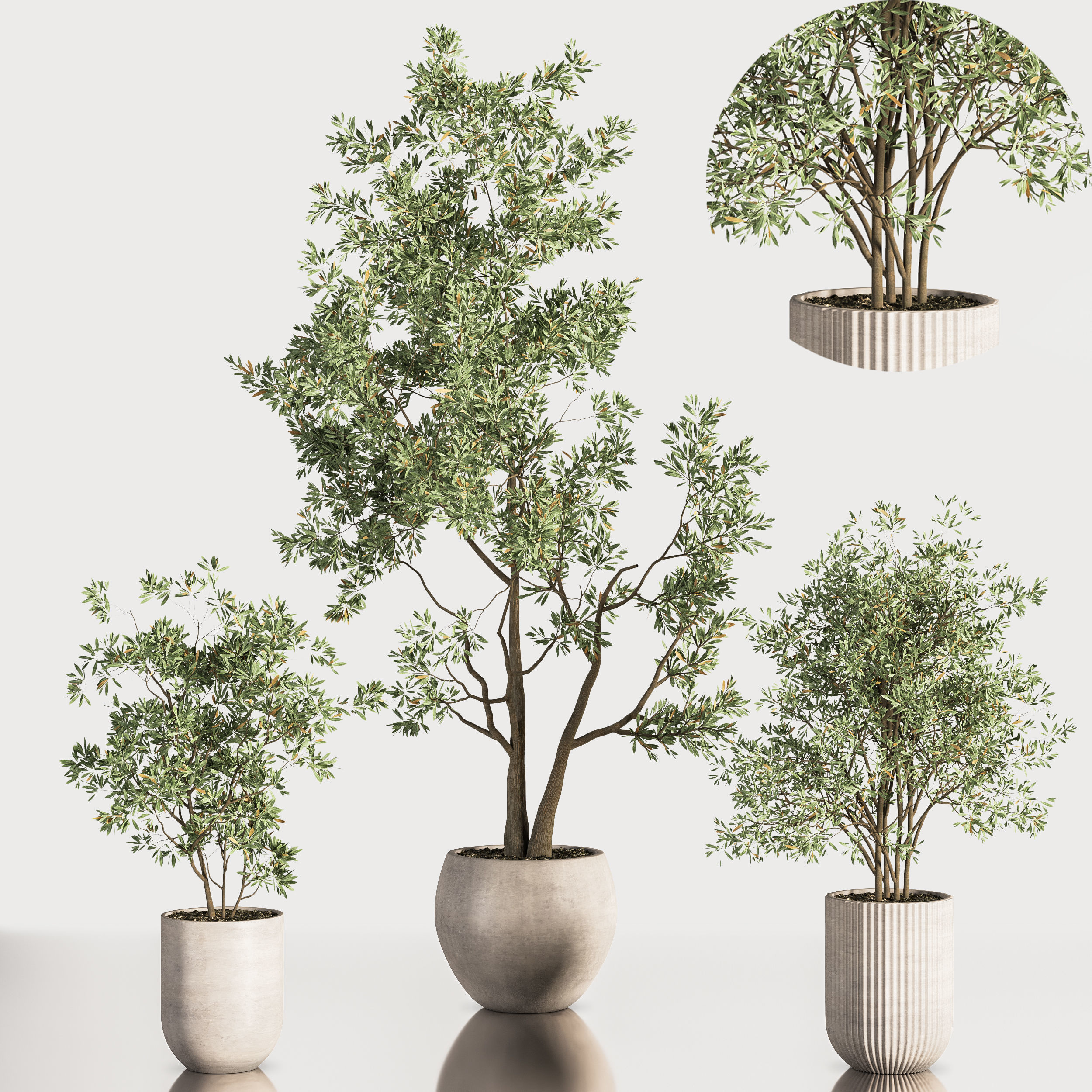 IndoorPlantSet37 five trees in vases 3D model_1