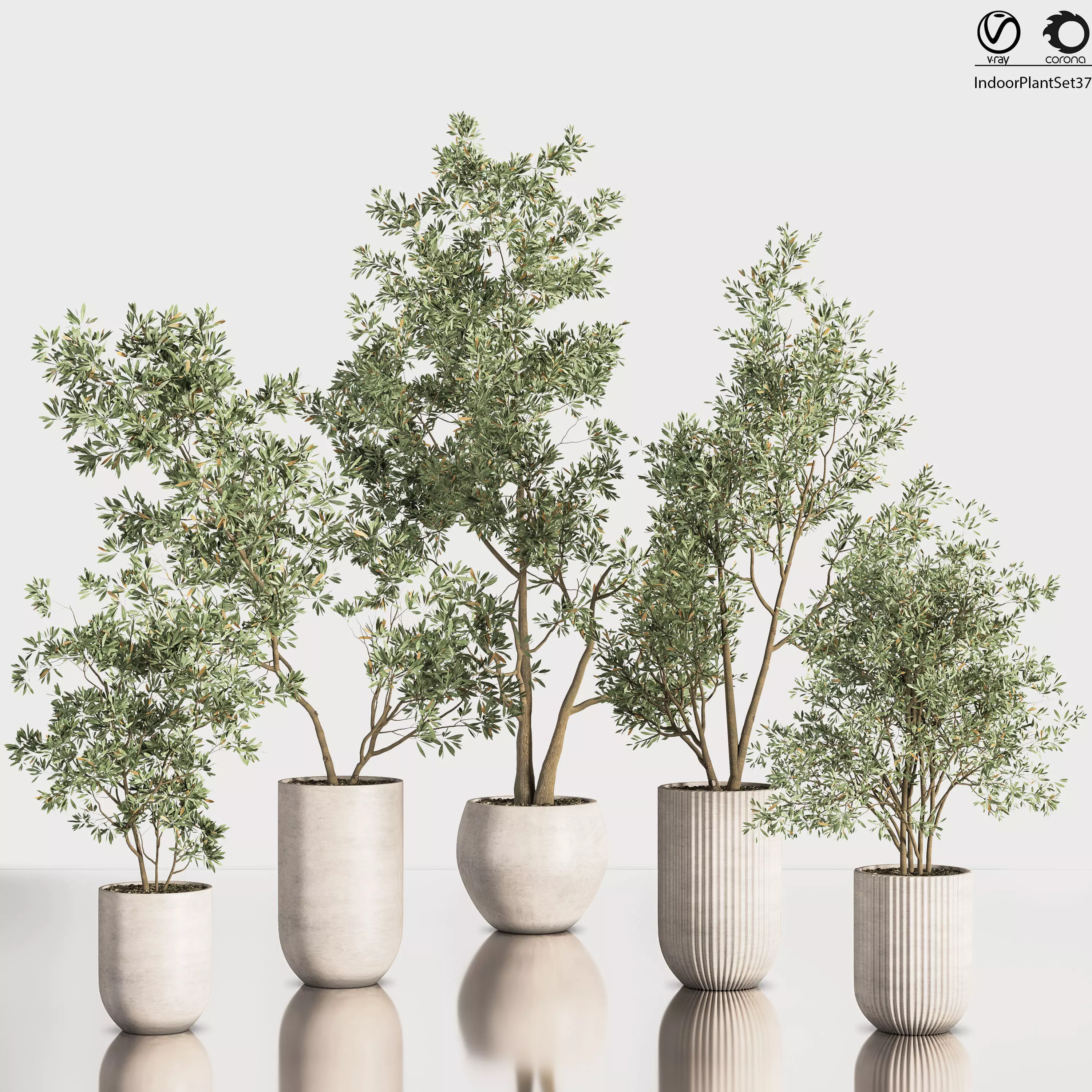 IndoorPlantSet37 five trees in vases 3D model_0