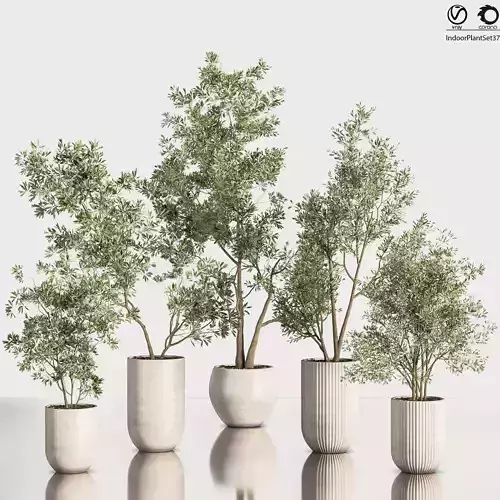 IndoorPlantSet37 five trees in vases