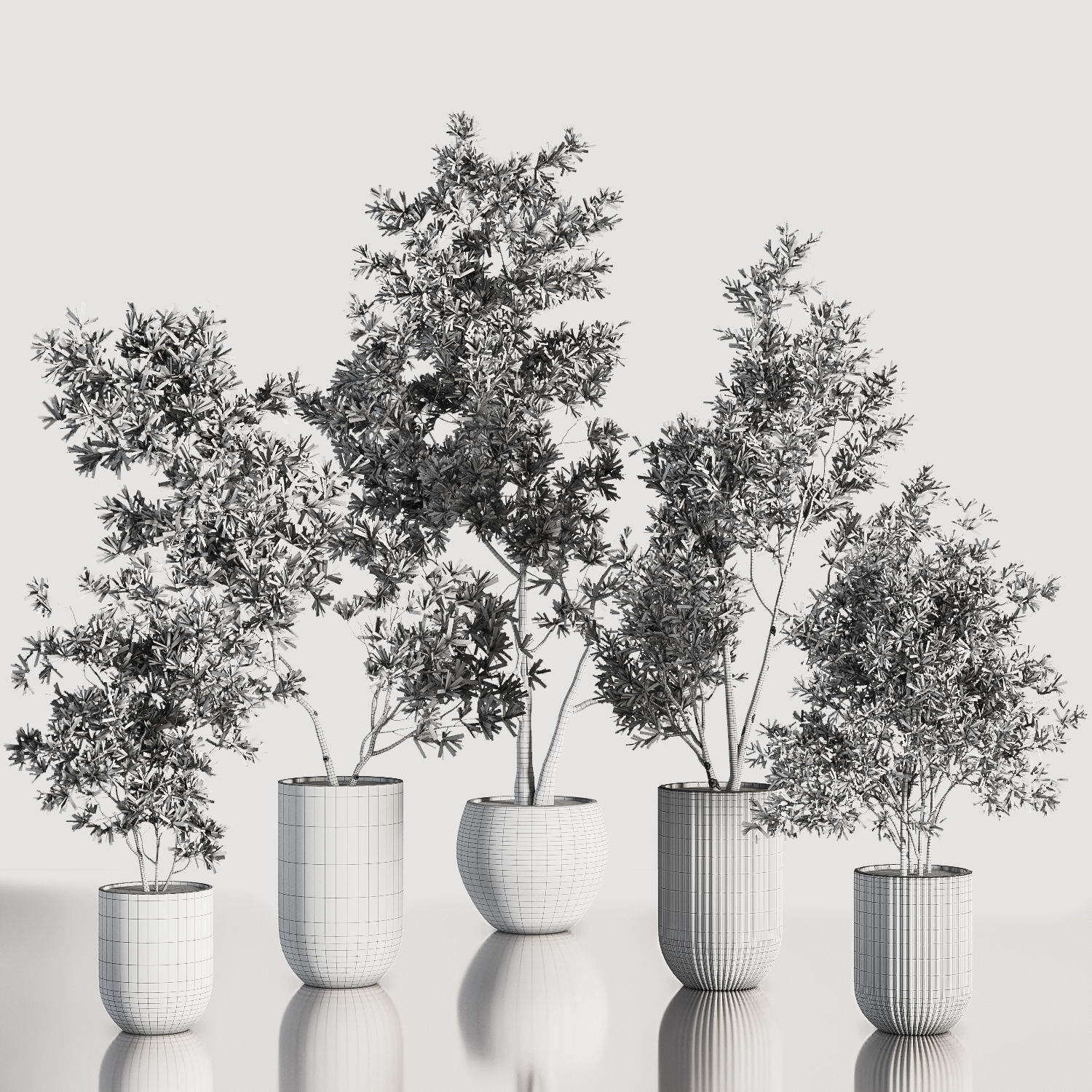 IndoorPlantSet37 five trees in vases 3D model_6