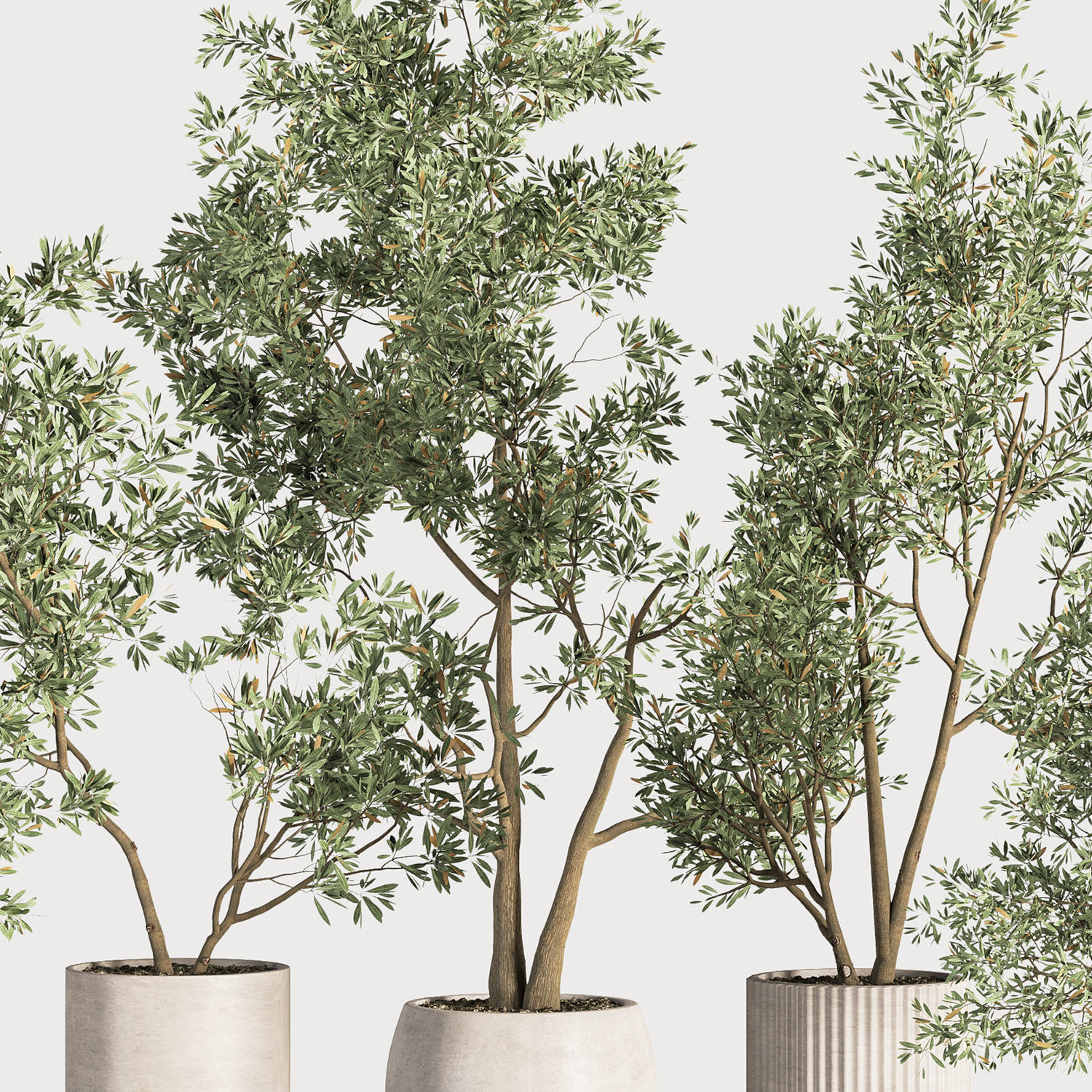 IndoorPlantSet37 five trees in vases 3D model_5
