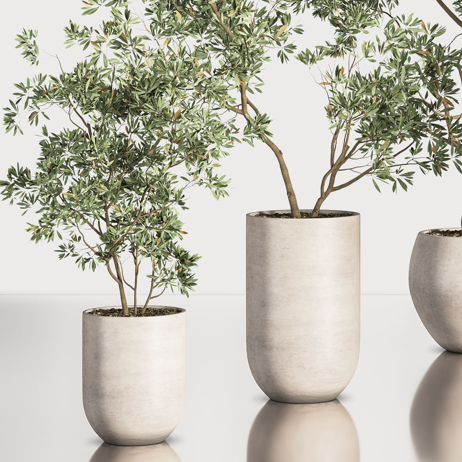 IndoorPlantSet37 five trees in vases 3D model_4