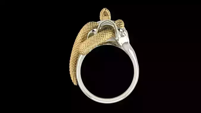 snake in Human skull