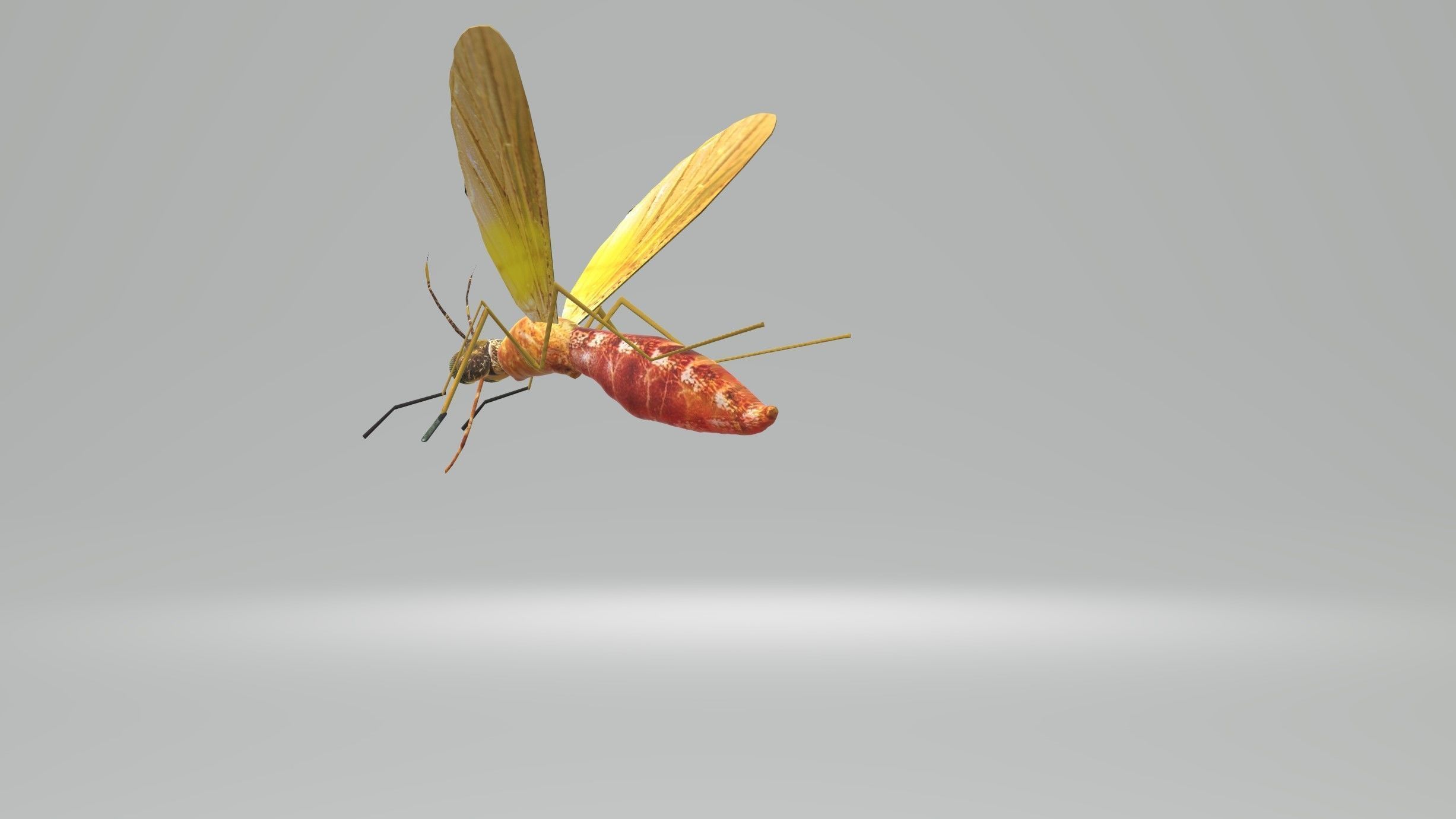 Mosquito Blood Sucked Culex ready yo fly 3D model | CGTrader
