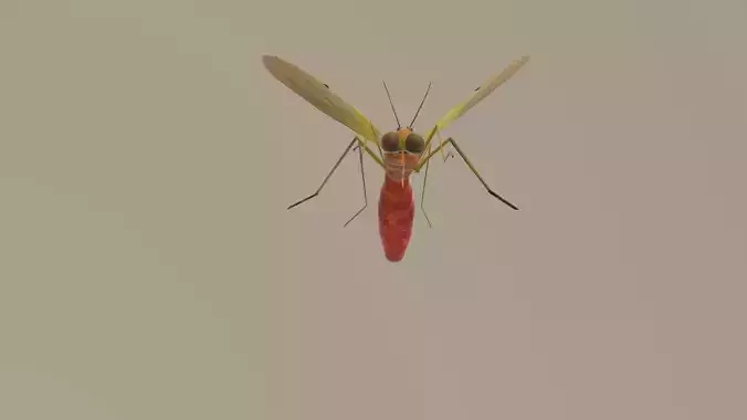 Mosquito Blood Sucked Culex ready yo fly 