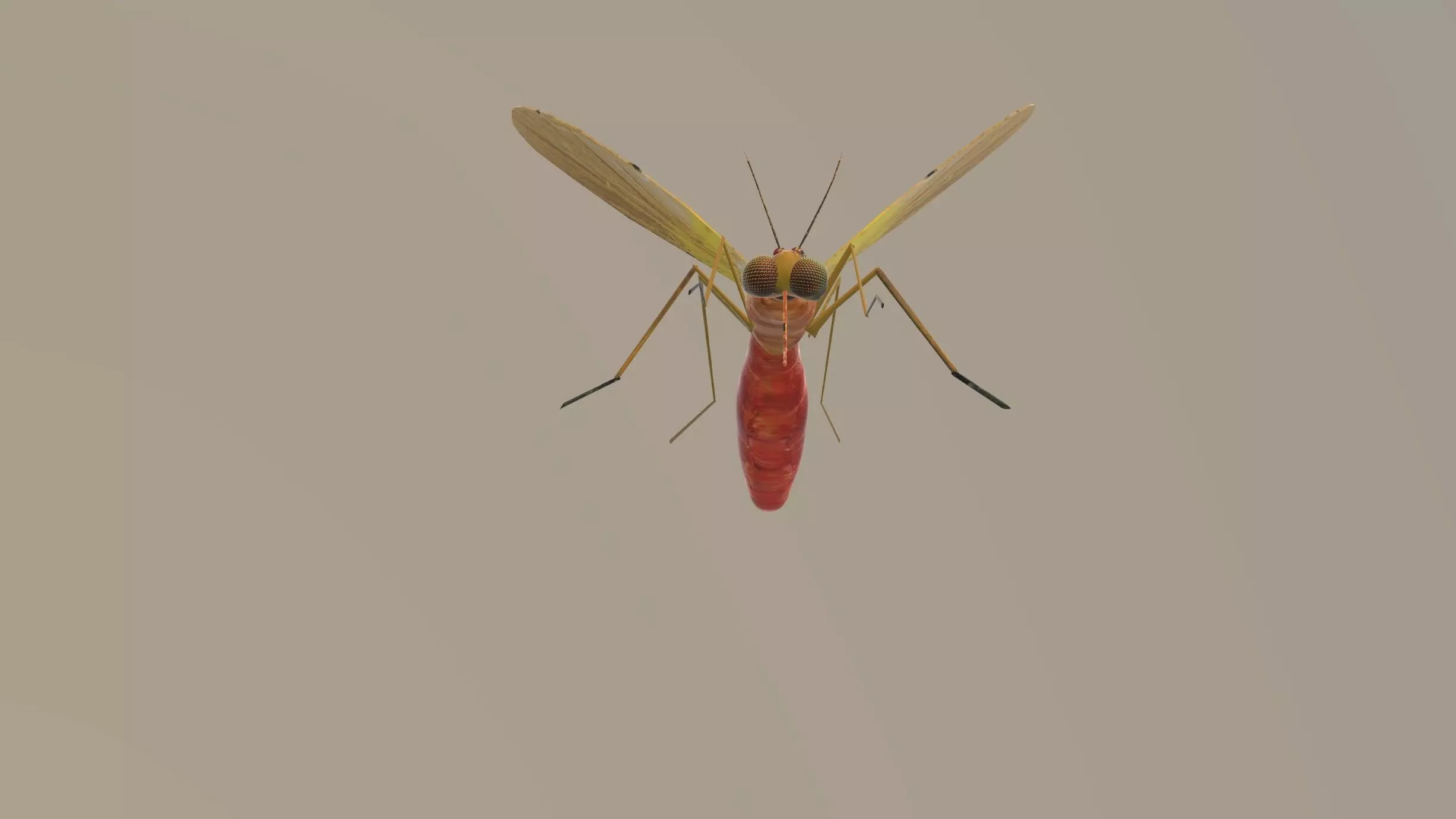 Mosquito Blood Sucked Culex ready yo fly 3D model | CGTrader