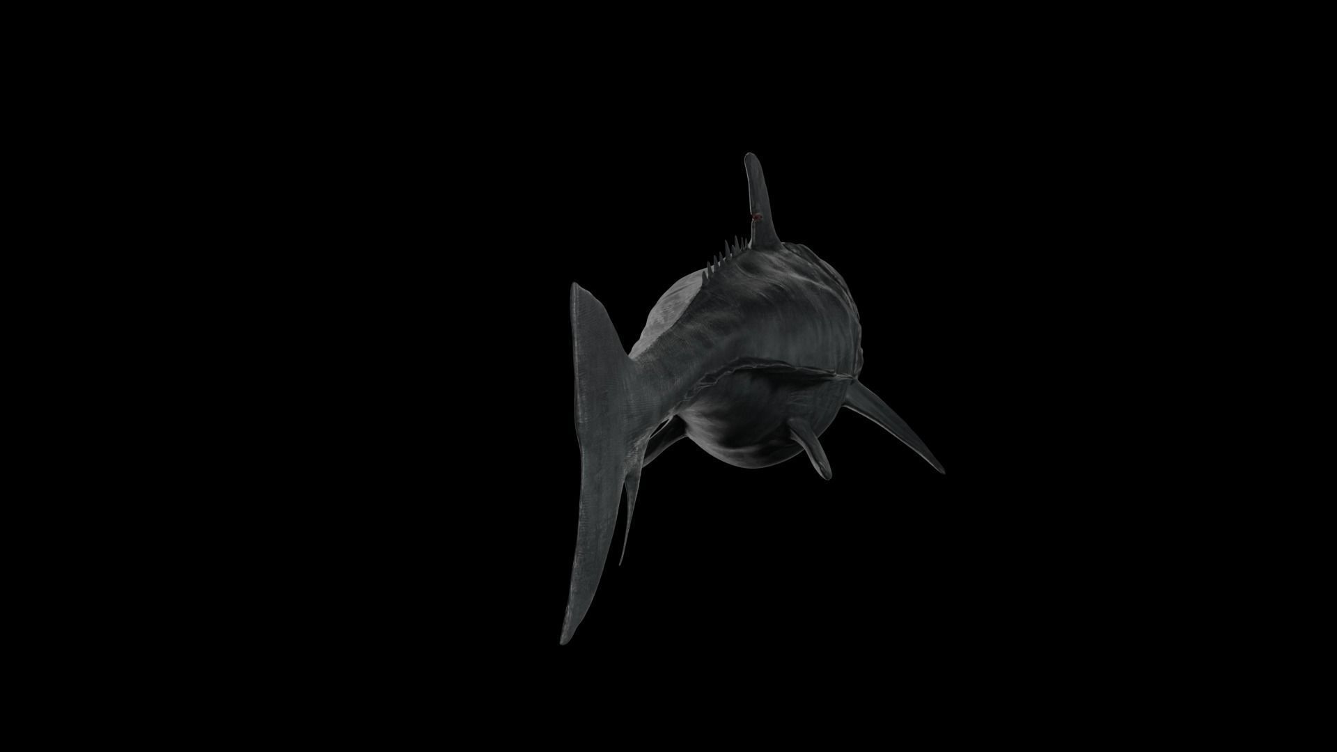 Dunkleosteus shark Low-poly 3D model_27