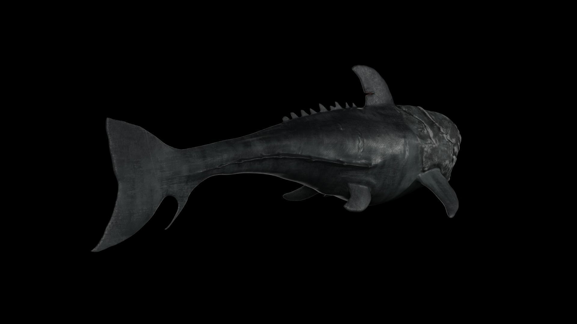 Dunkleosteus shark Low-poly 3D model_30