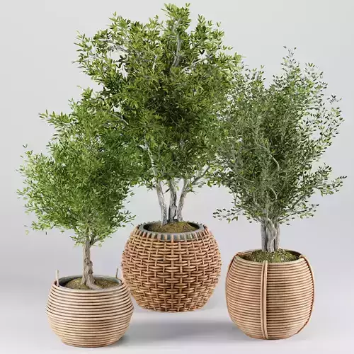 Indoor Plants set 19