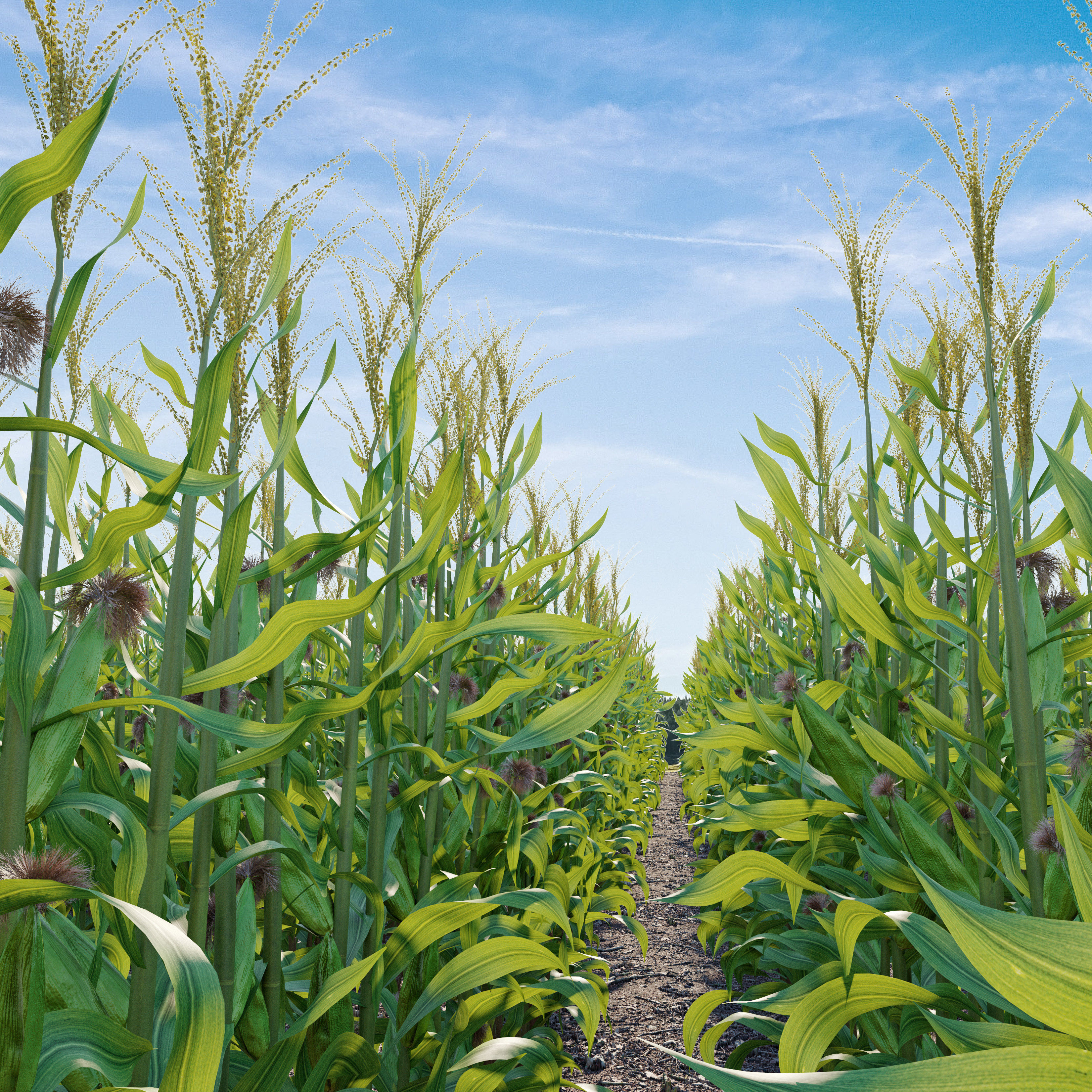 Corn field 3D model_4
