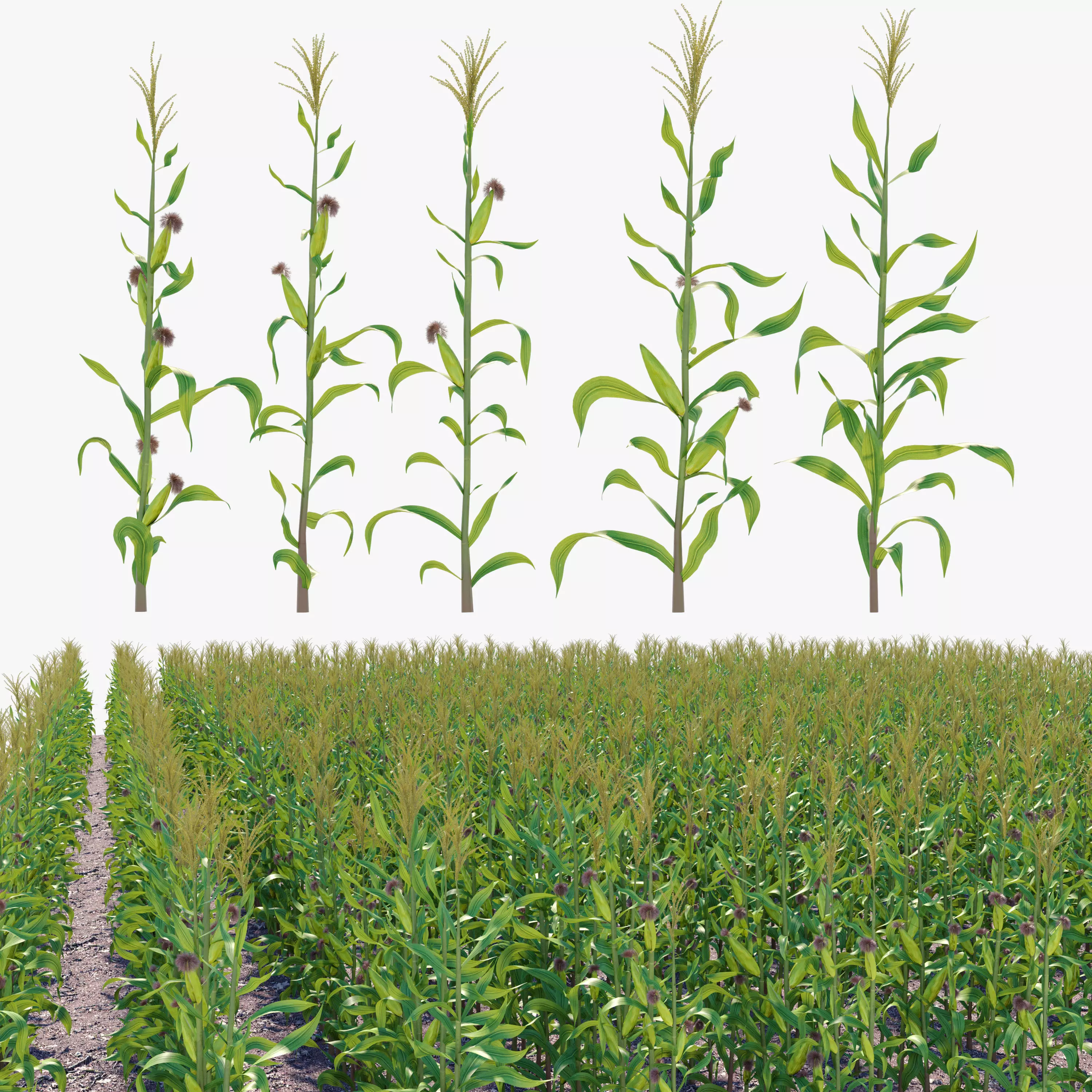 Corn field 3D model_0