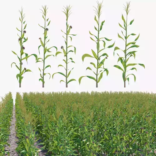 Corn field 3D model