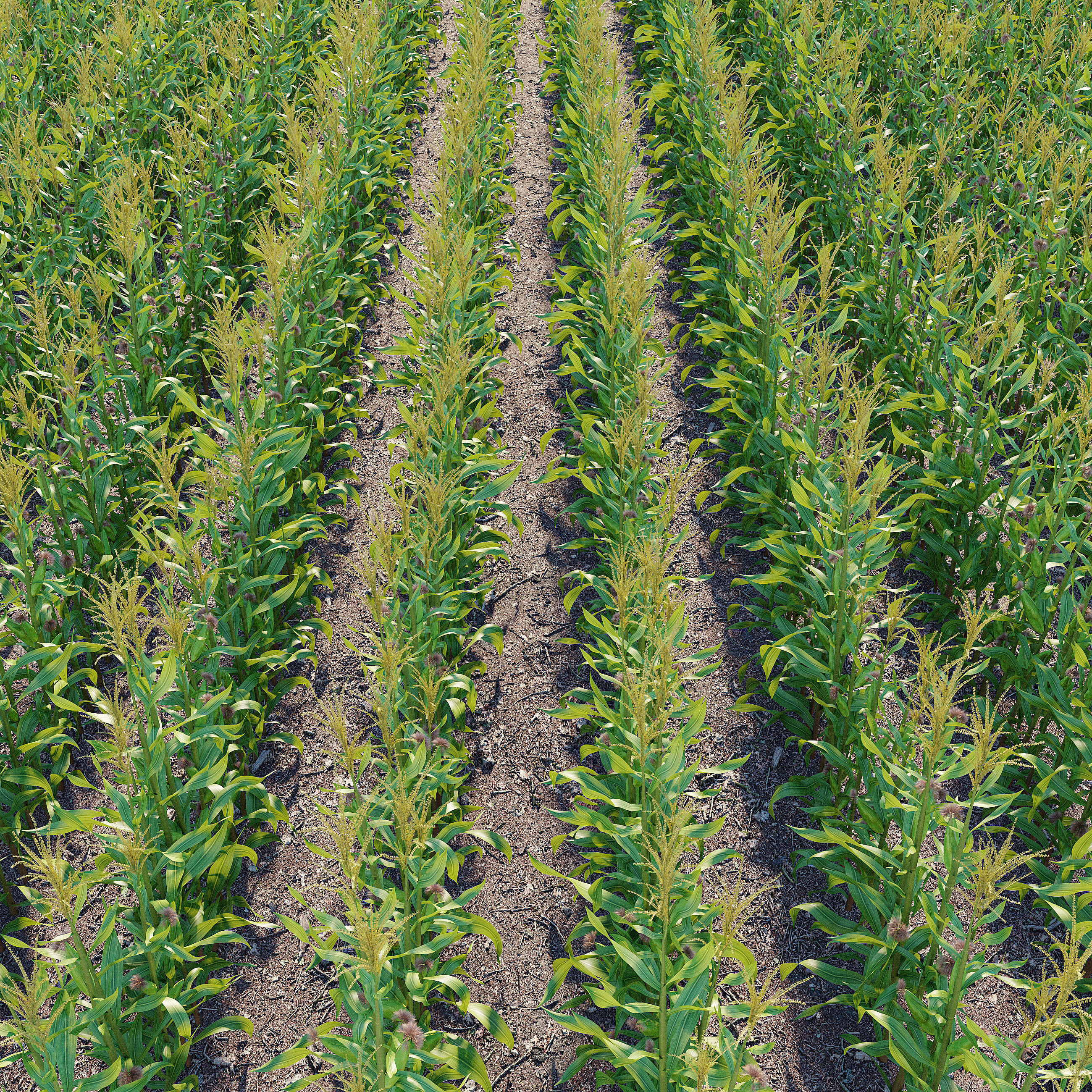 Corn field 3D model_3