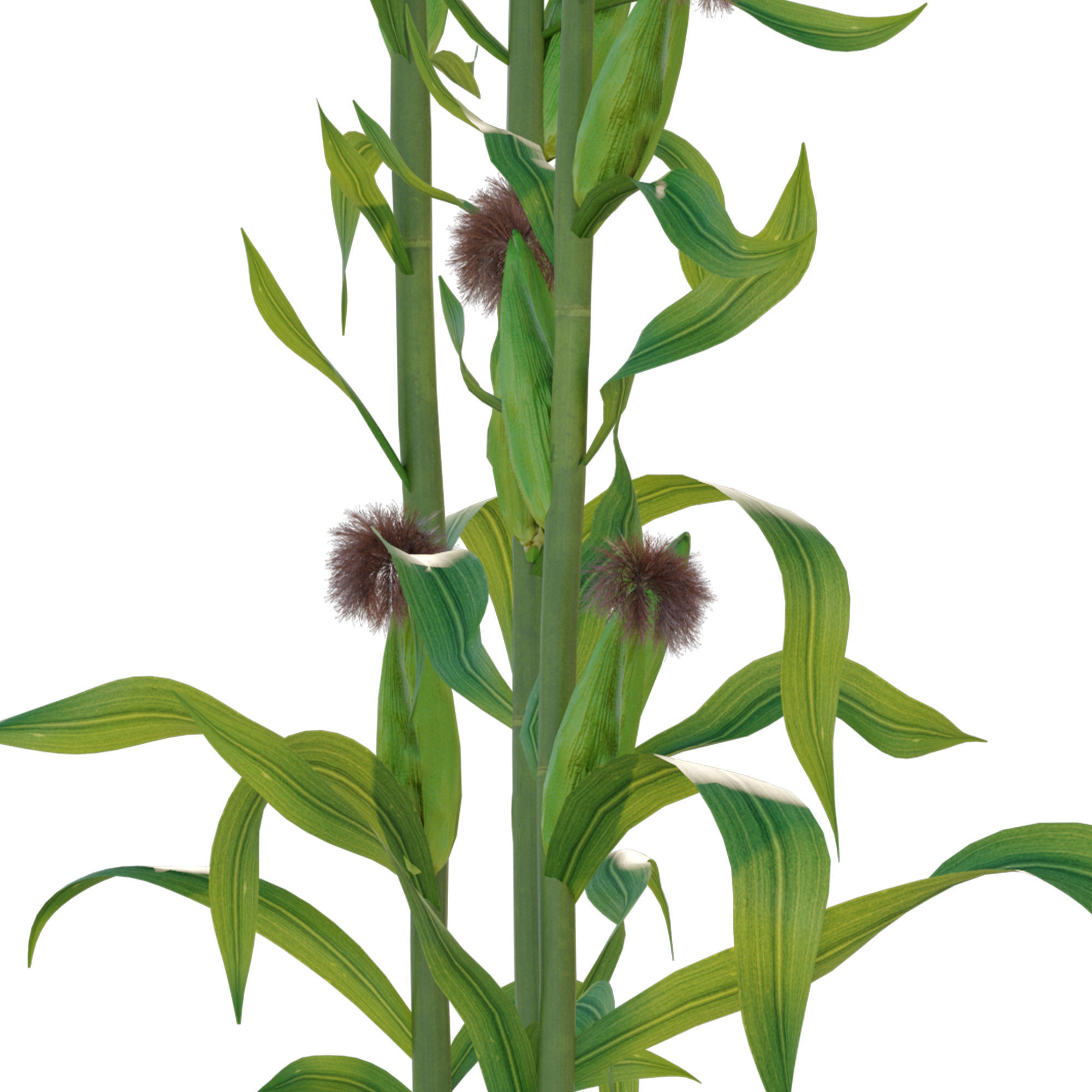 Corn field 3D model_5