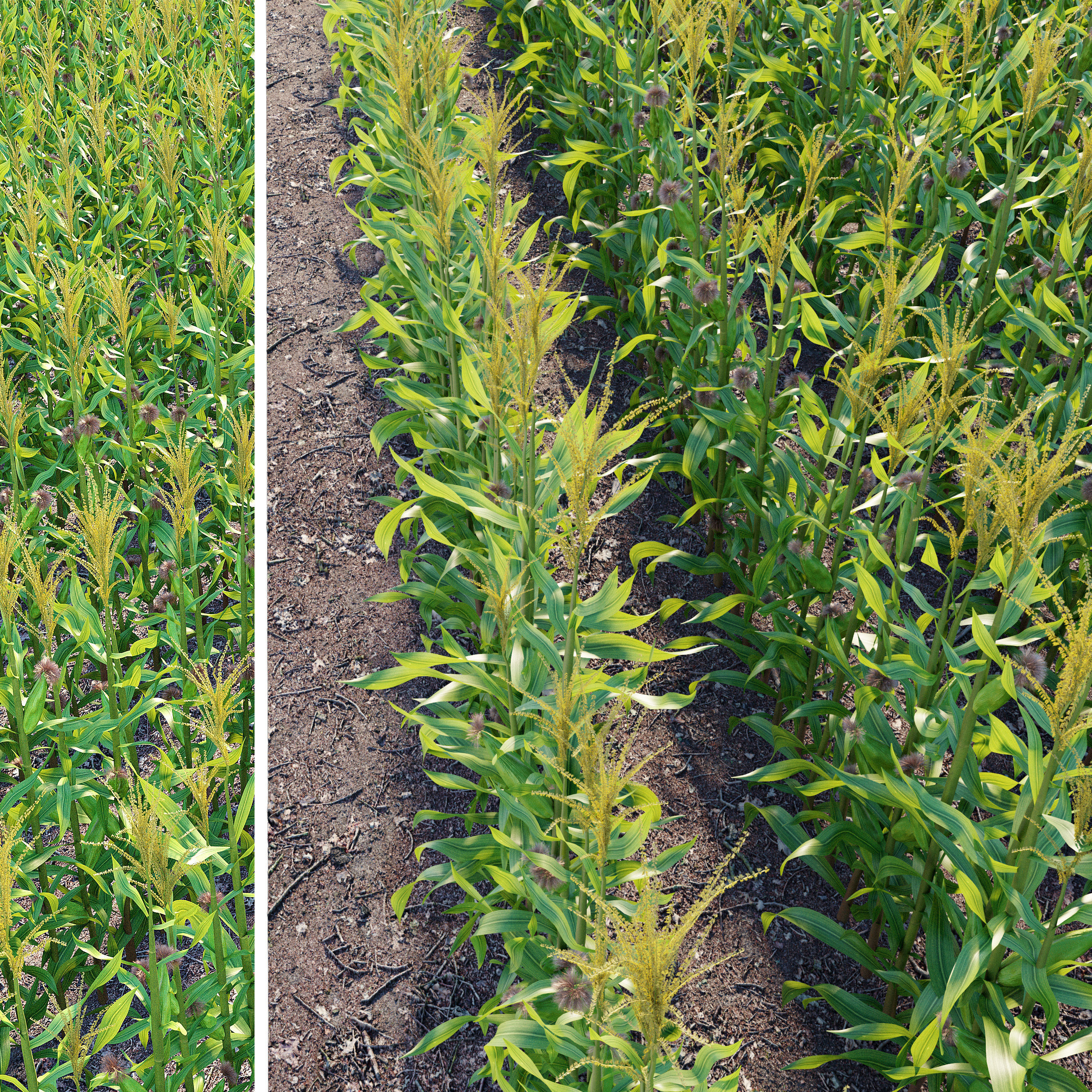 Corn field 3D model_2