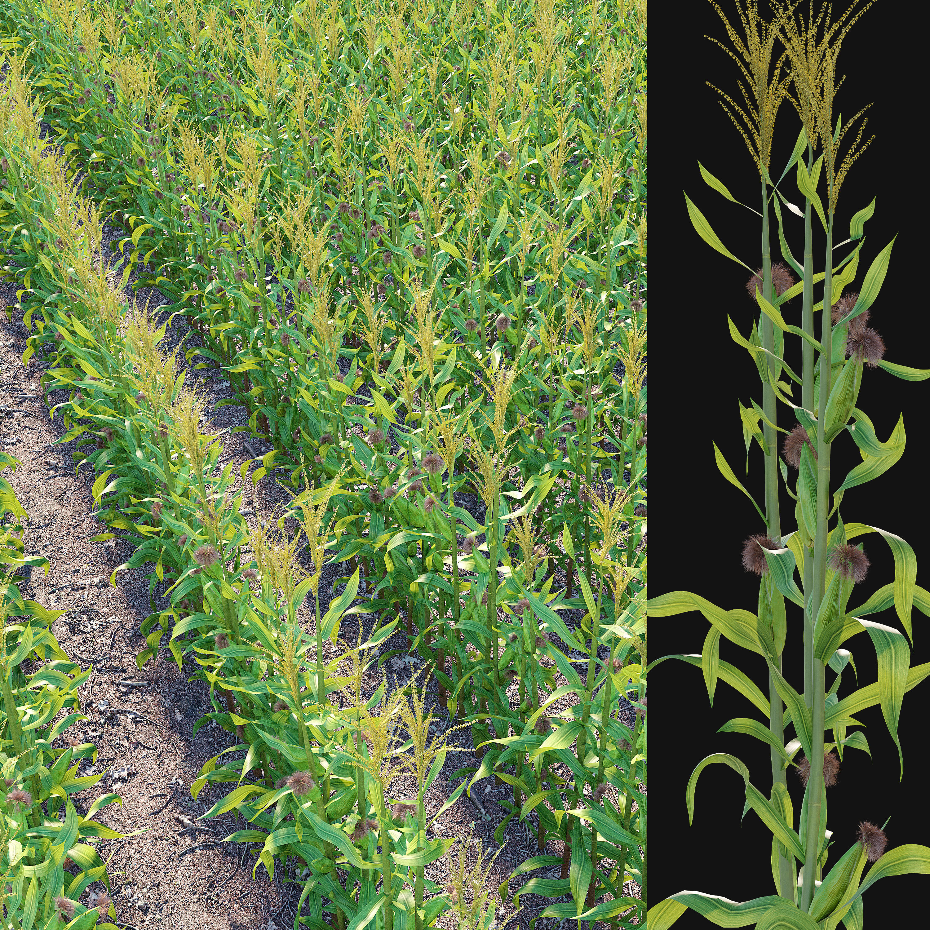 Corn field 3D model_1