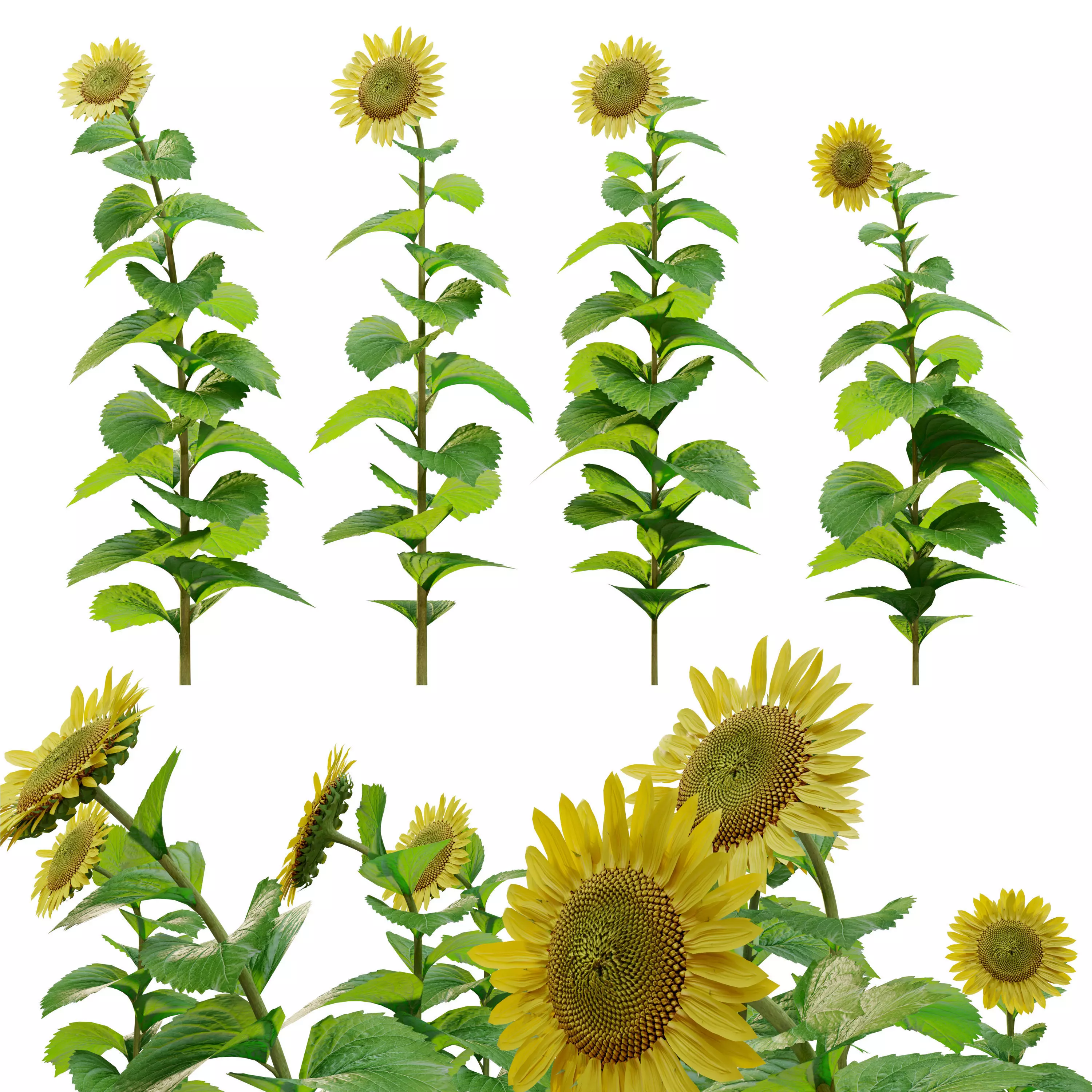Sunflower different sunflowers 3D model