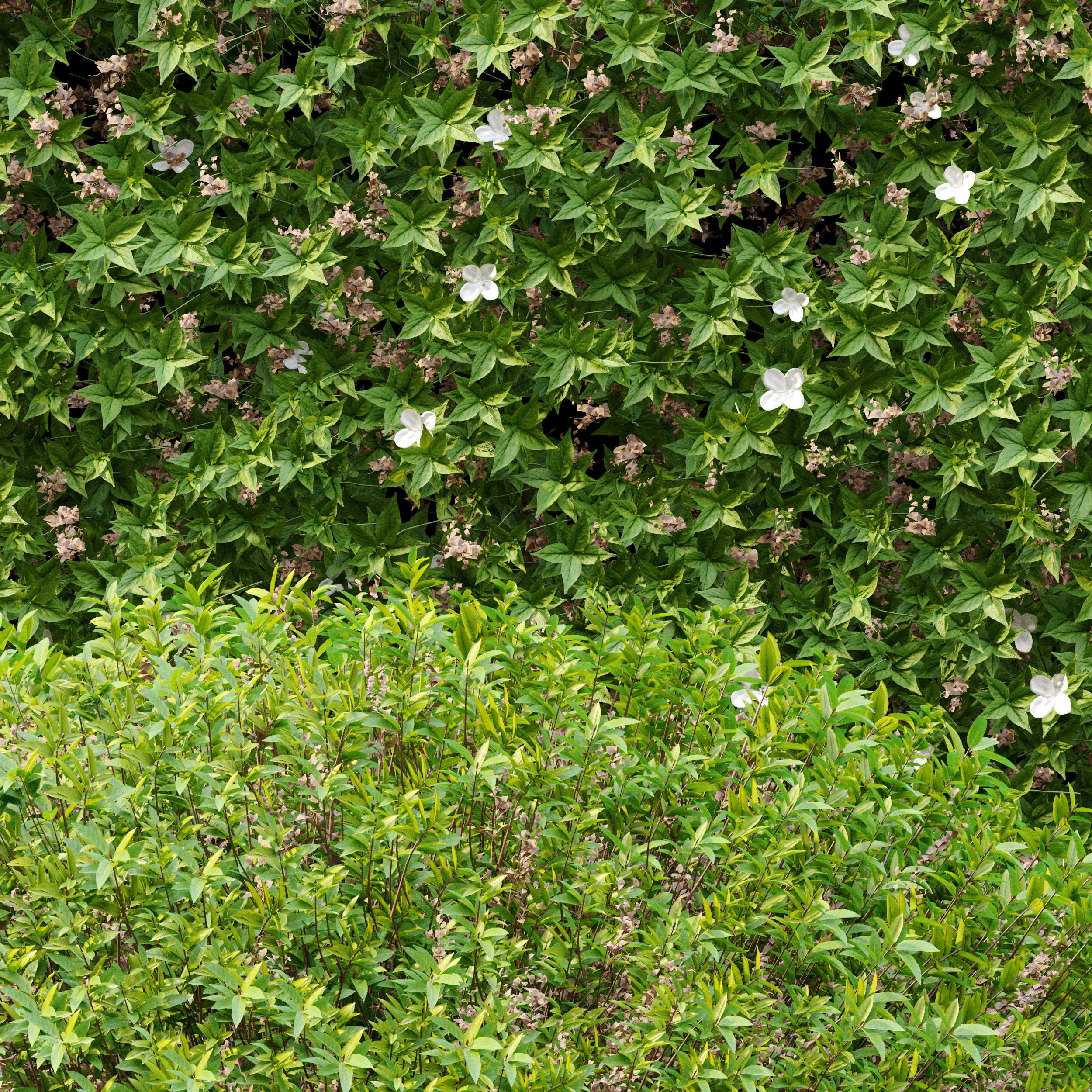 Topiary hedge bushes 3D model_4