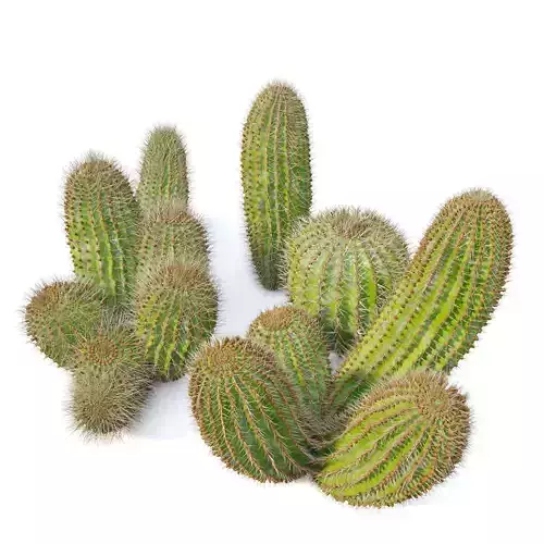 Ferocactus pilosus  02