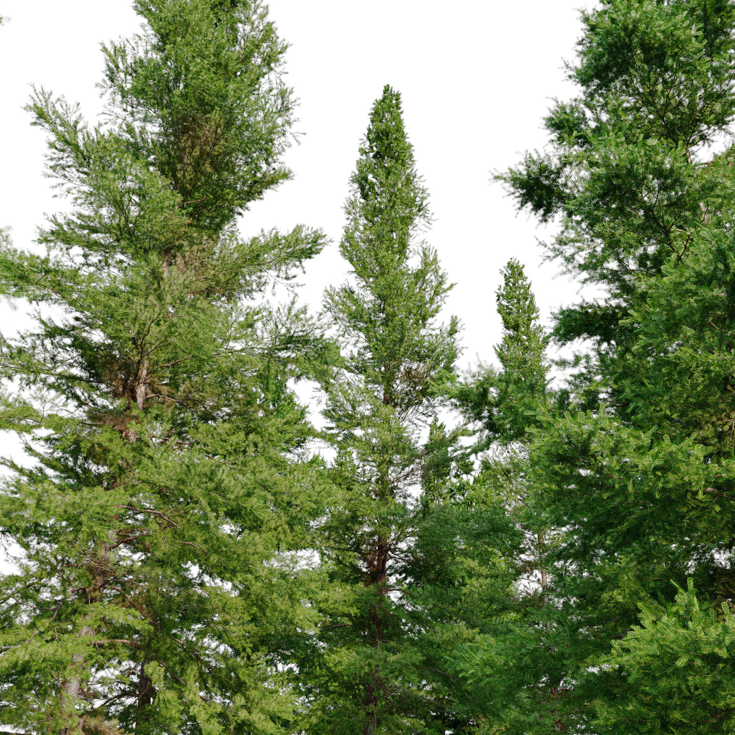 Fir tree 06 3D model_3