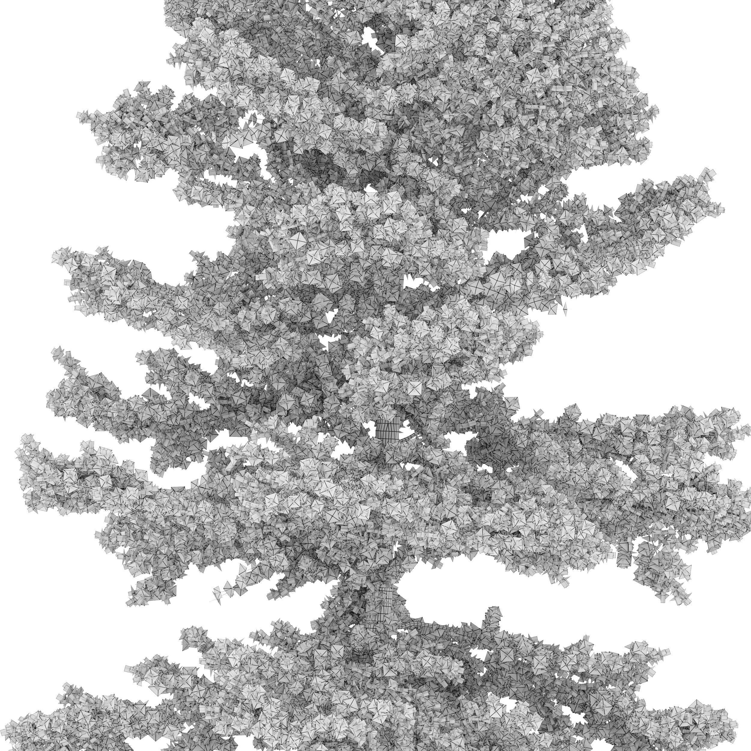 Fir tree 06 3D model_5