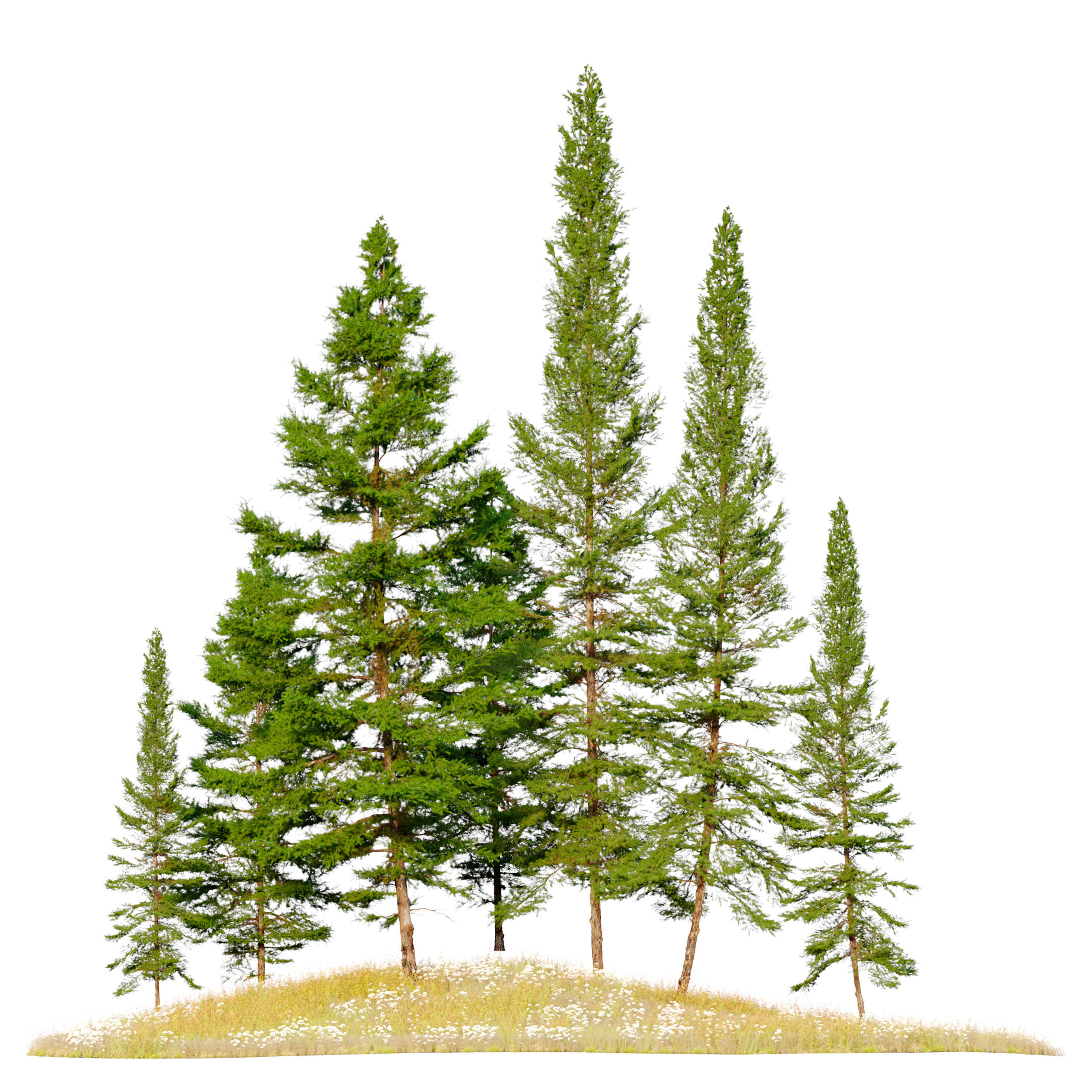 Fir tree 06 3D model_1