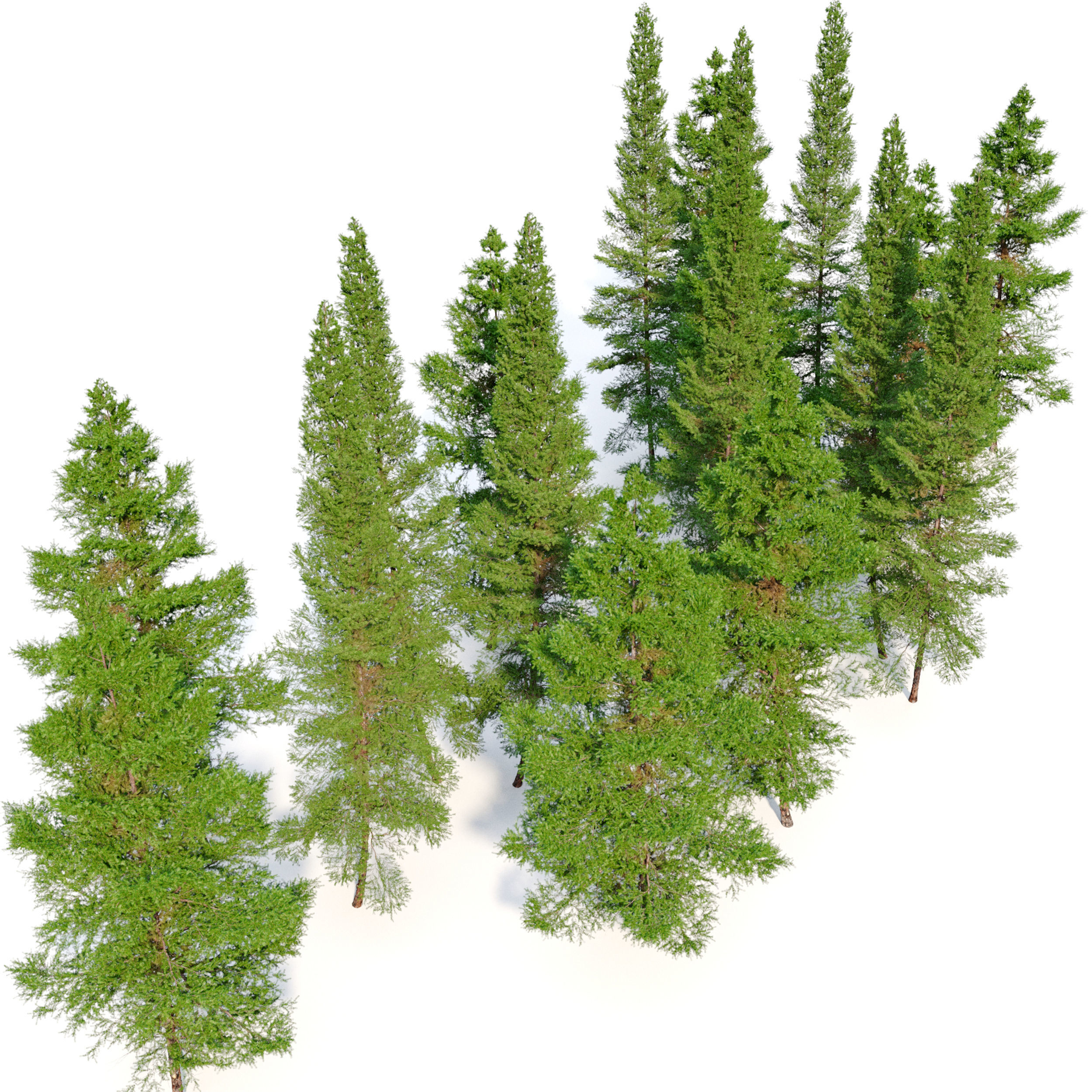Fir tree 06 3D model_2