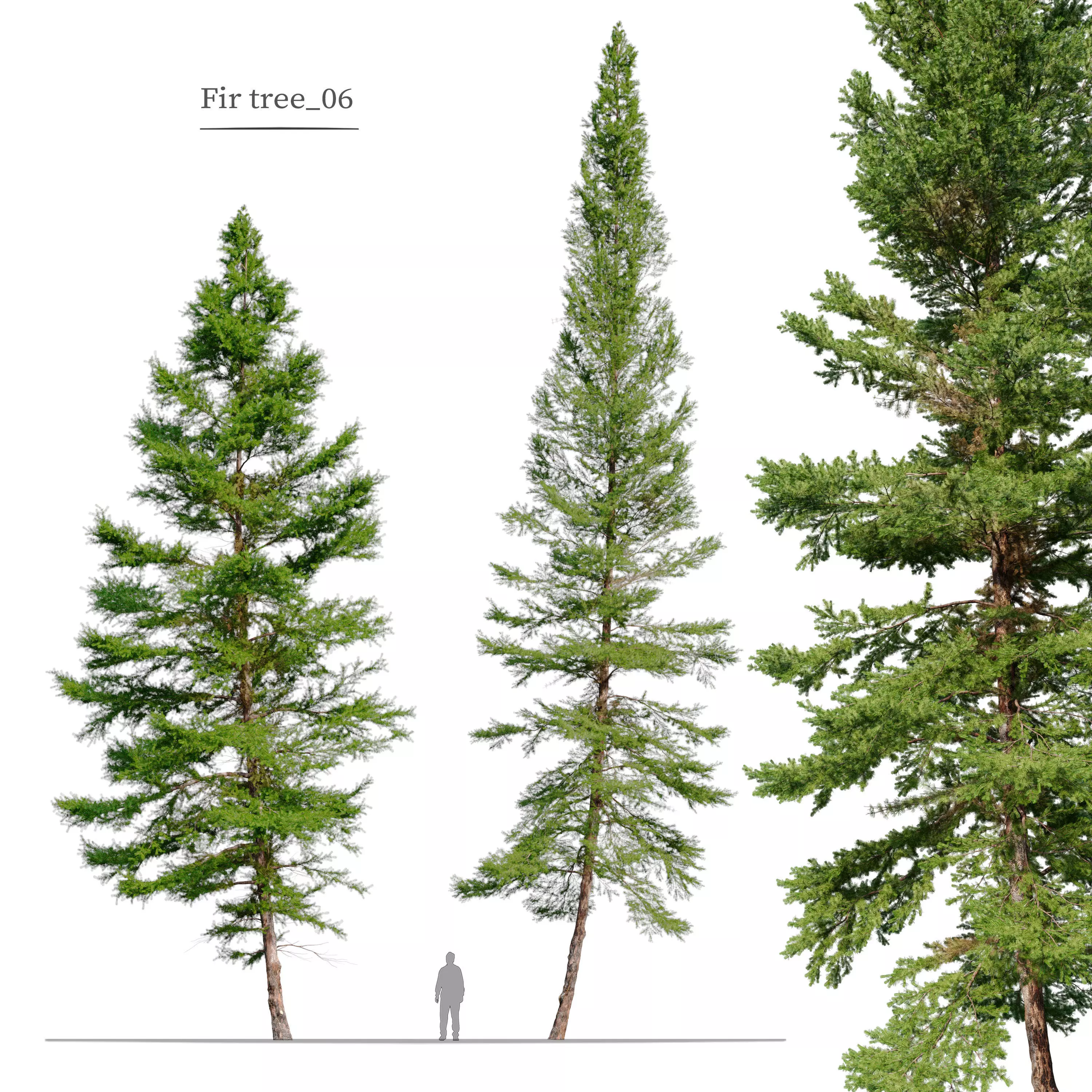 Fir tree 06 3D model_0