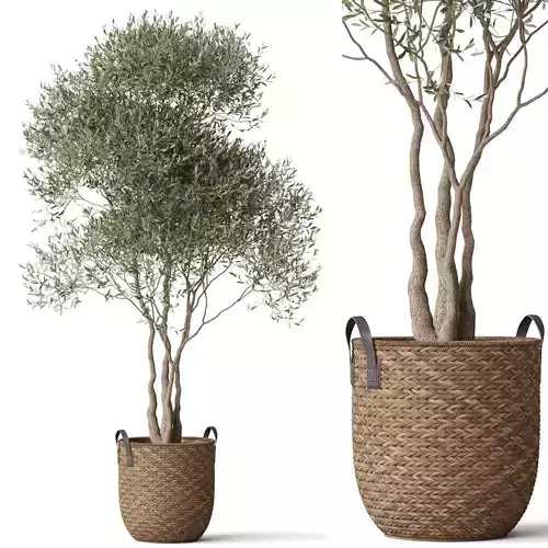 Plants collection 781