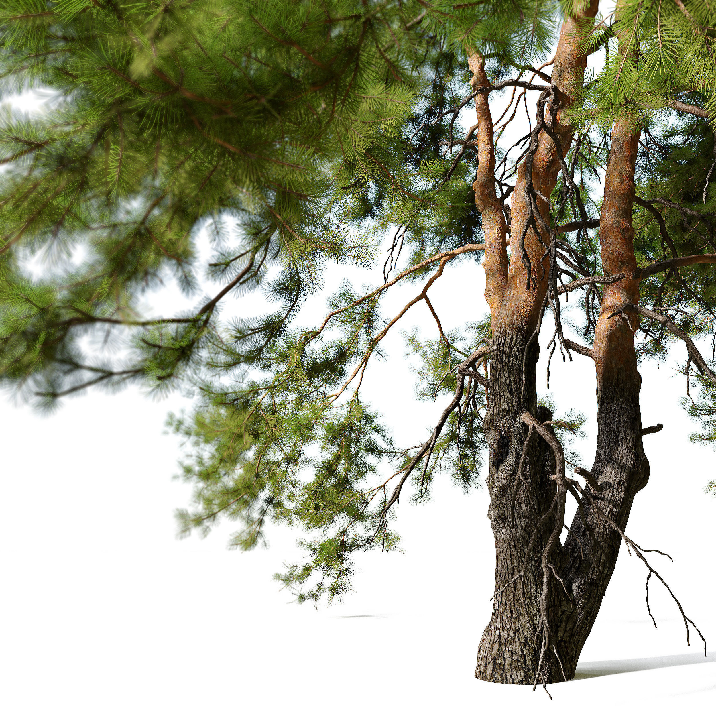 Pine trees 13 3D model_4