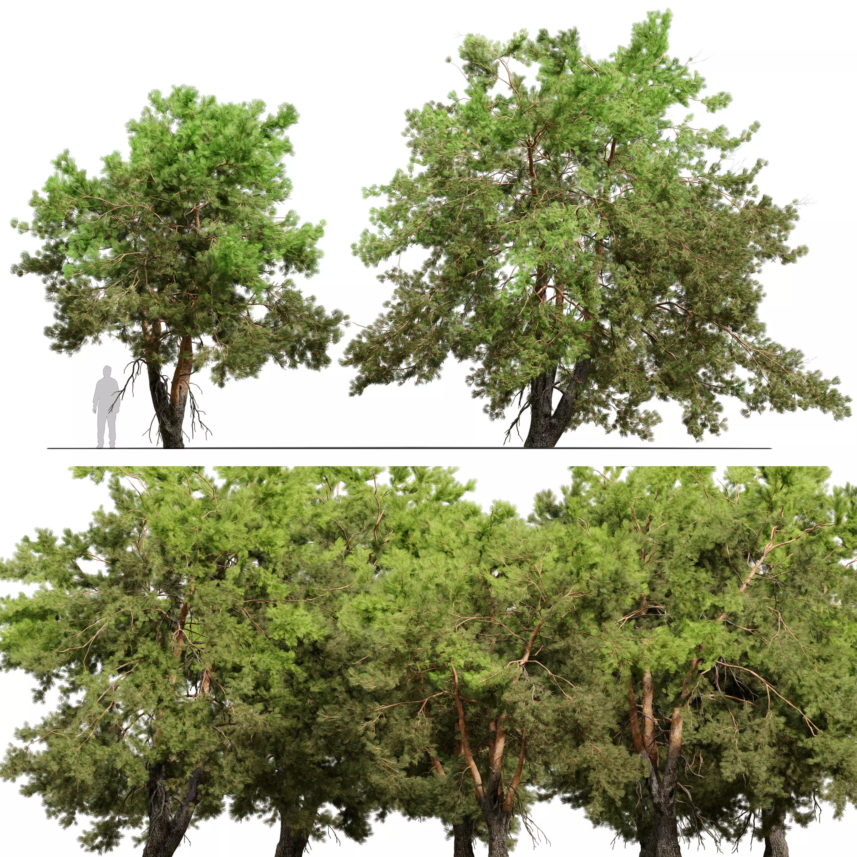 Pine trees 13 3D model_0