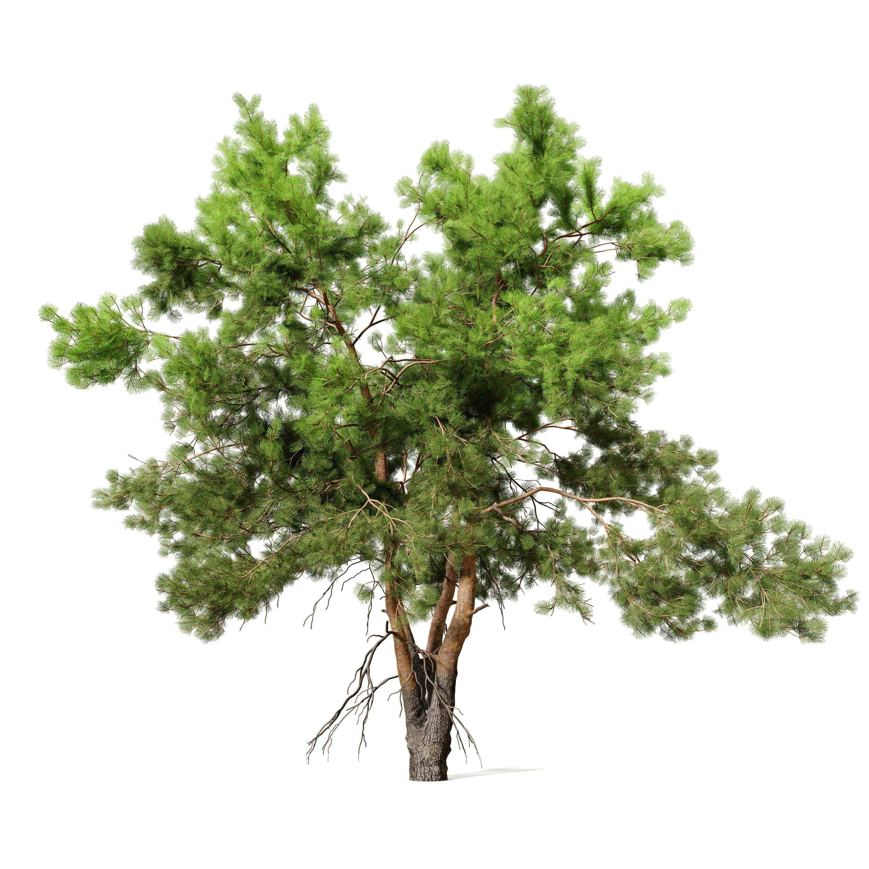 Pine trees 13 3D model_2
