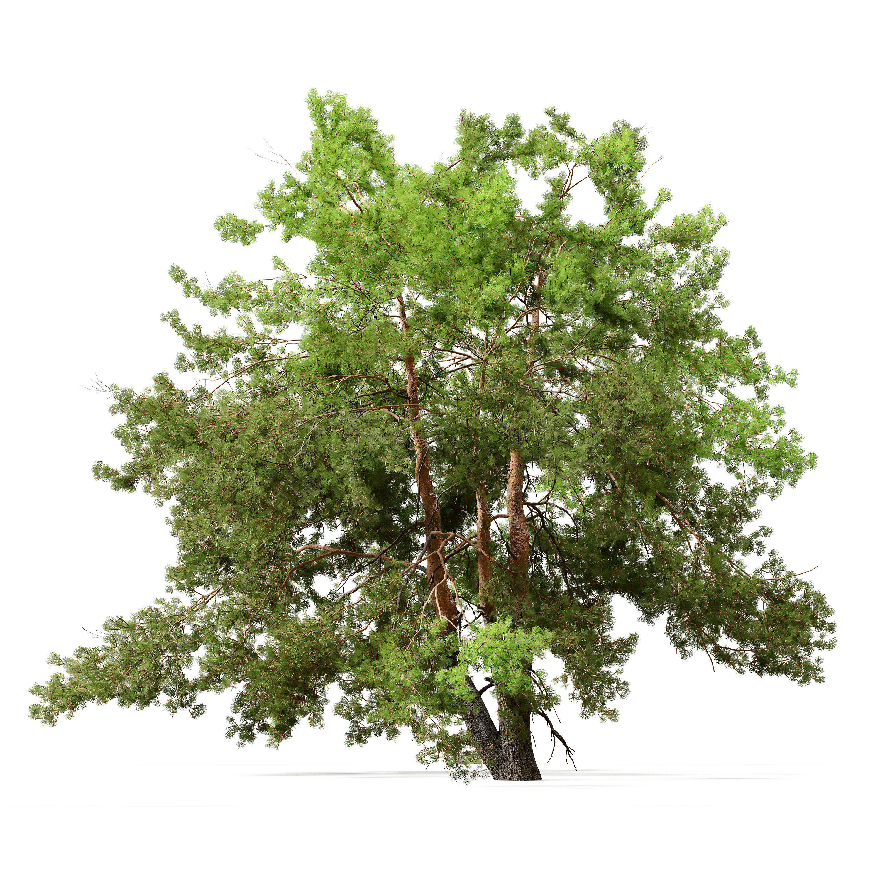 Pine trees 13 3D model_1