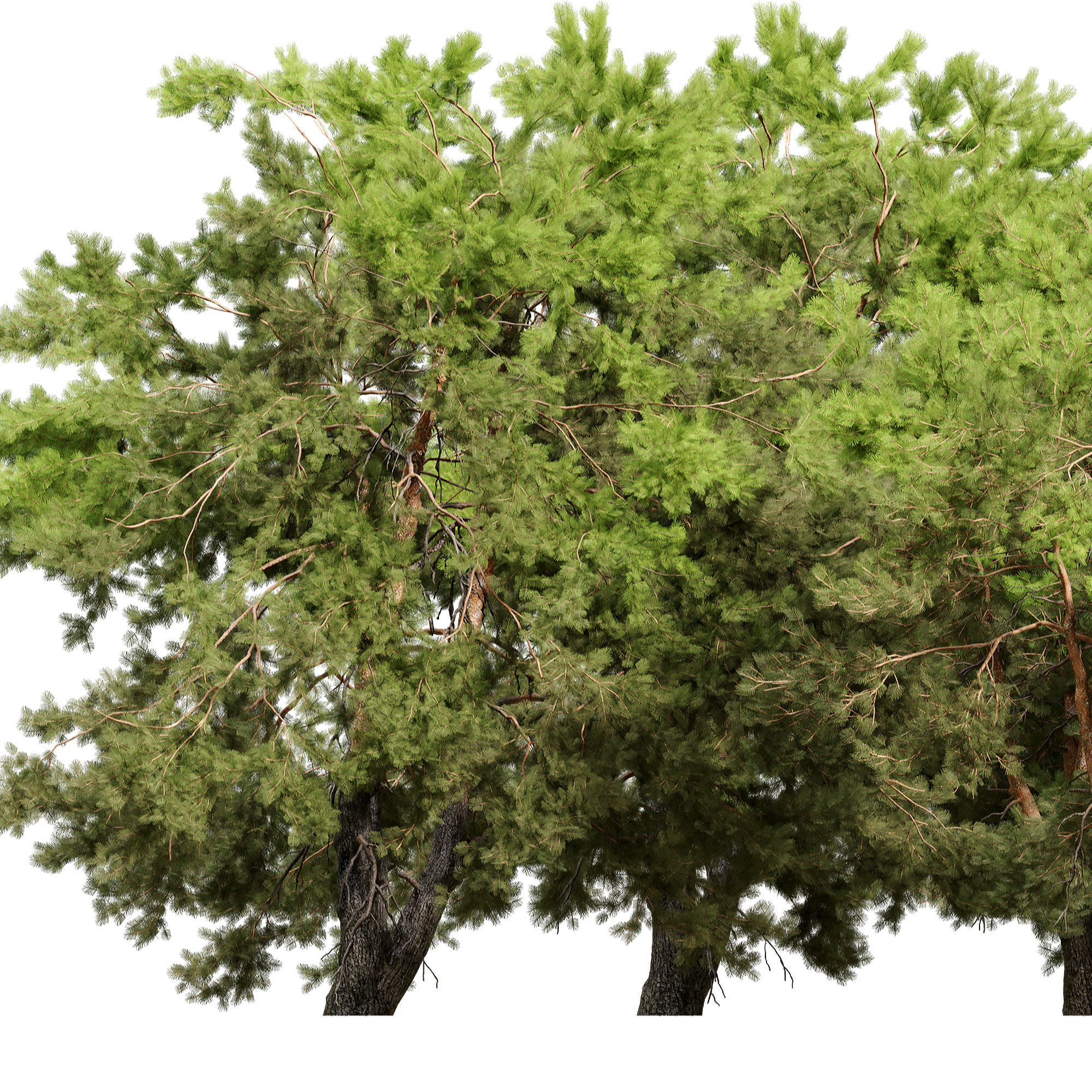 Pine trees 13 3D model_5