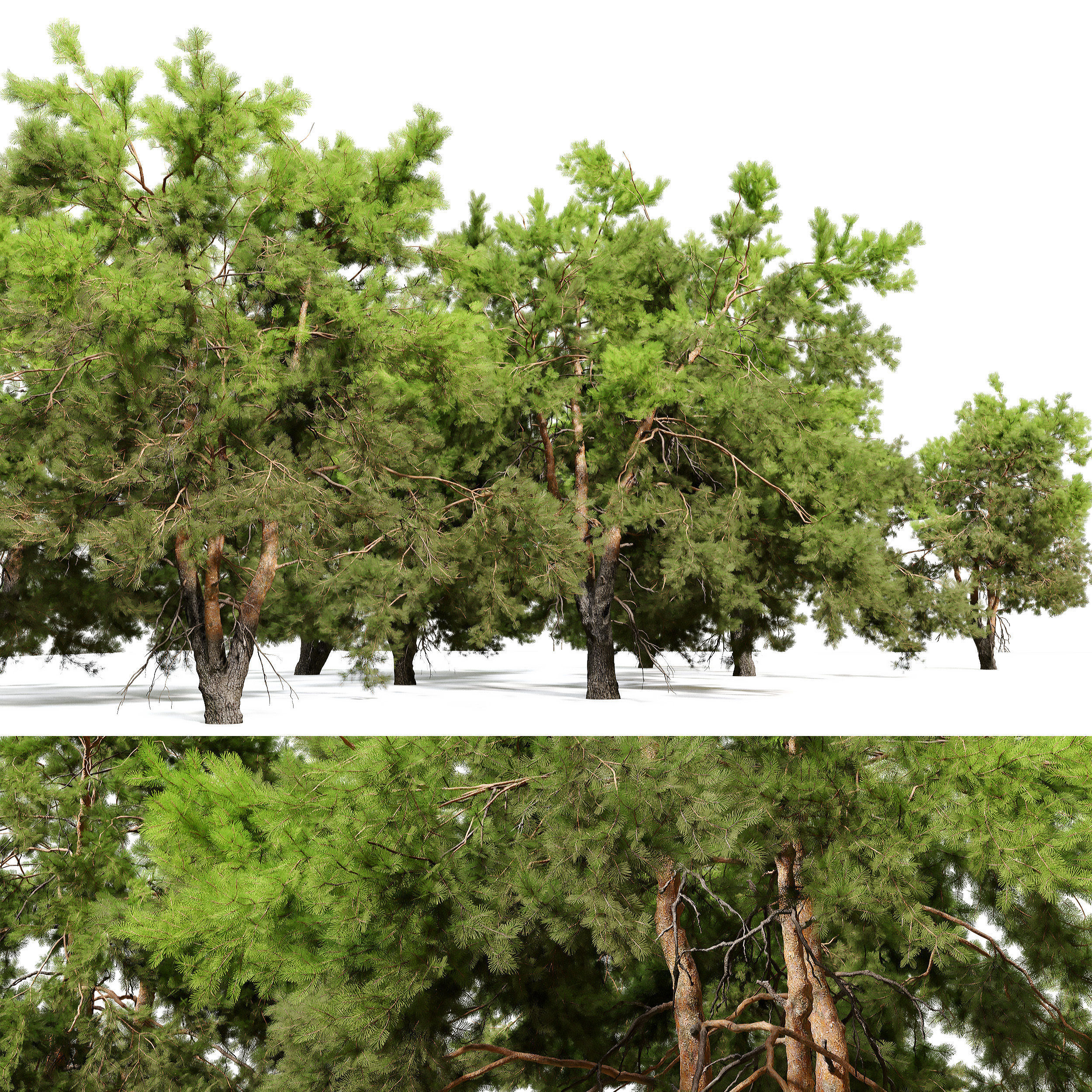 Pine trees 13 3D model_3